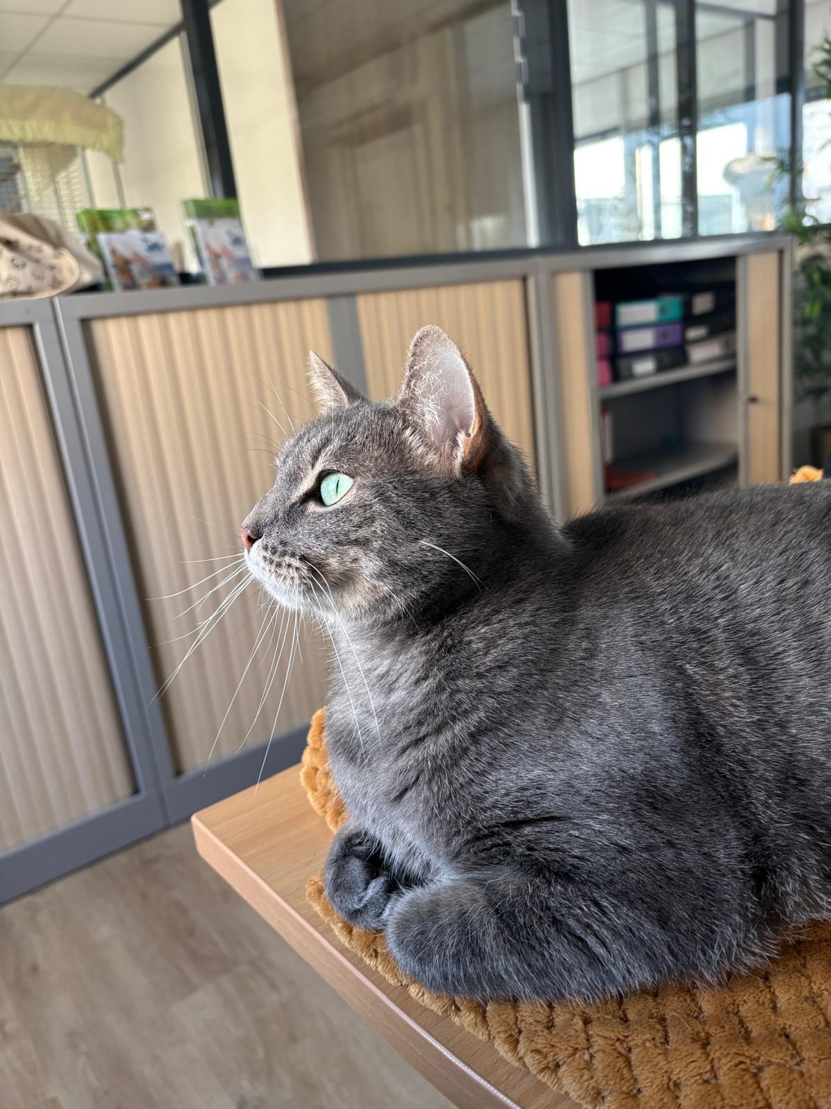 Photo de l'animal à adopté