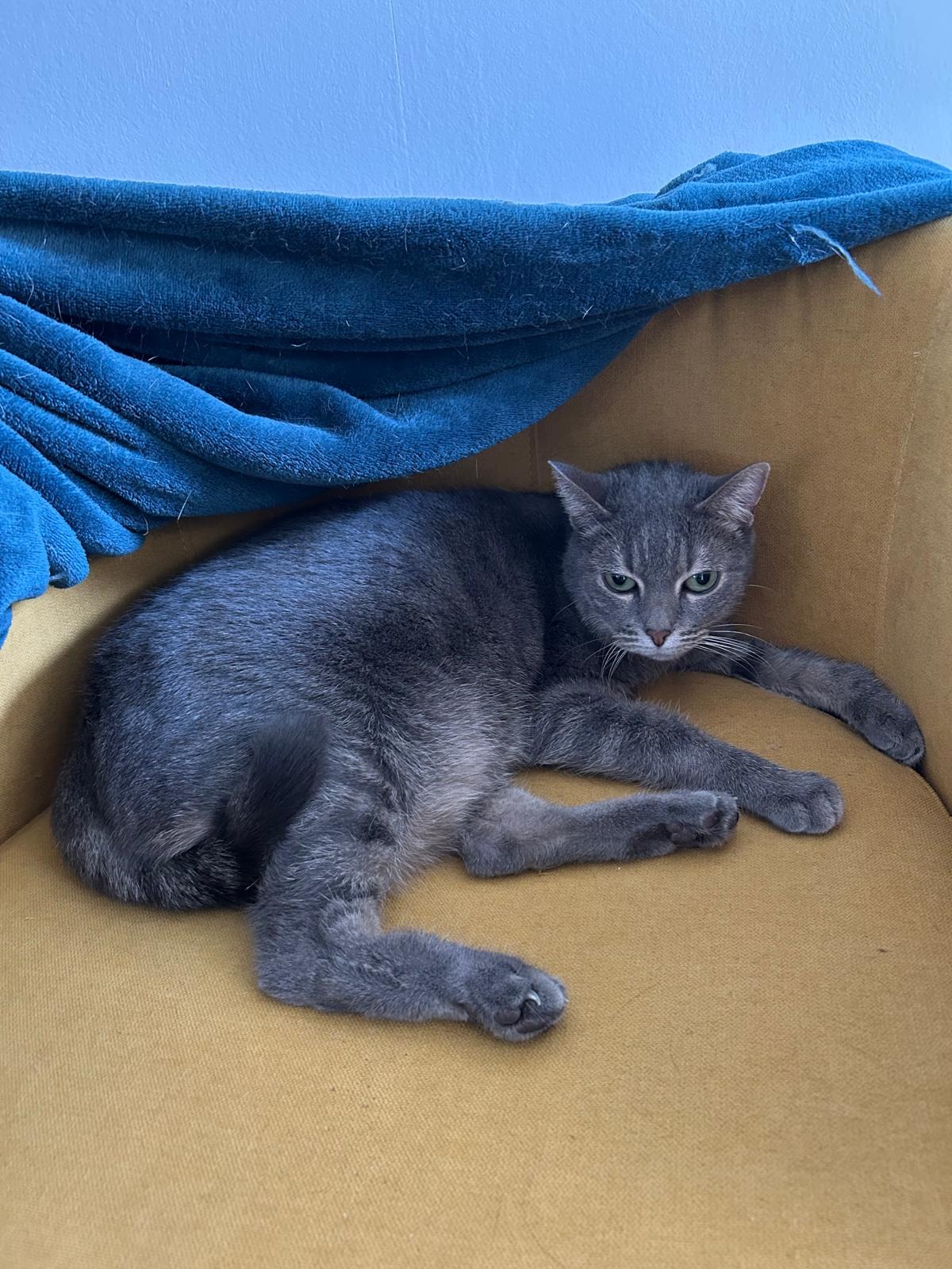 Photo de l'animal à adopté