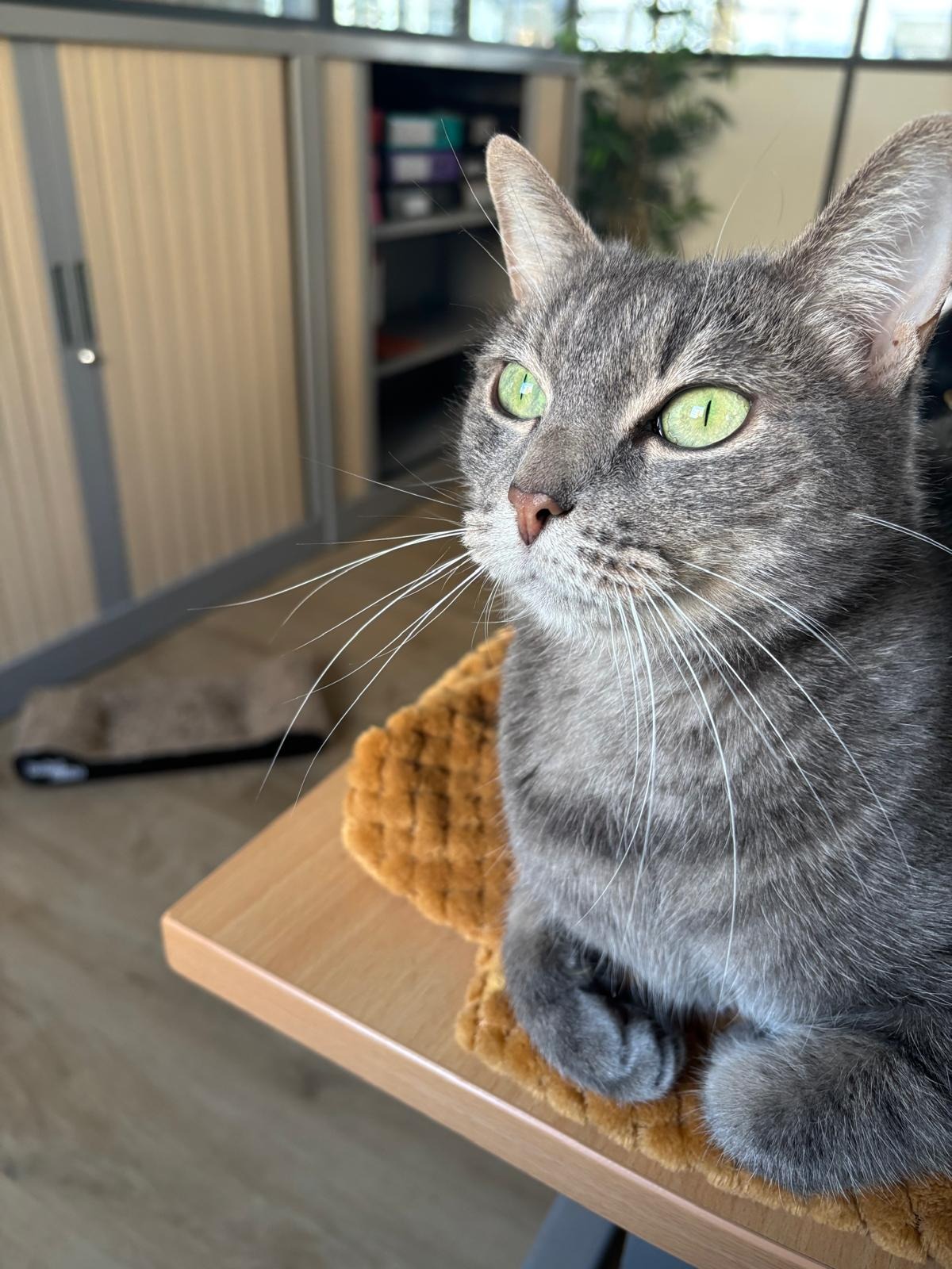 Photo de l'animal à adopté