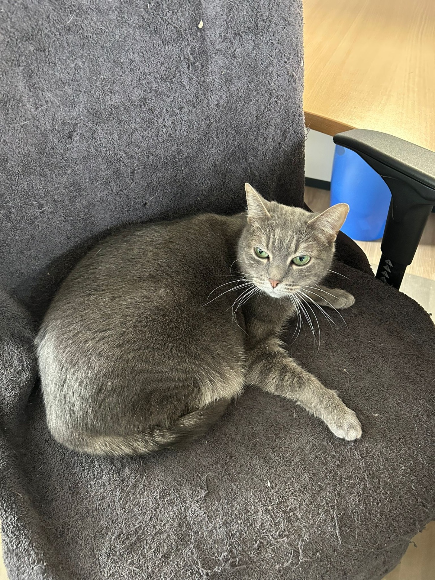 Photo de l'animal à adopté