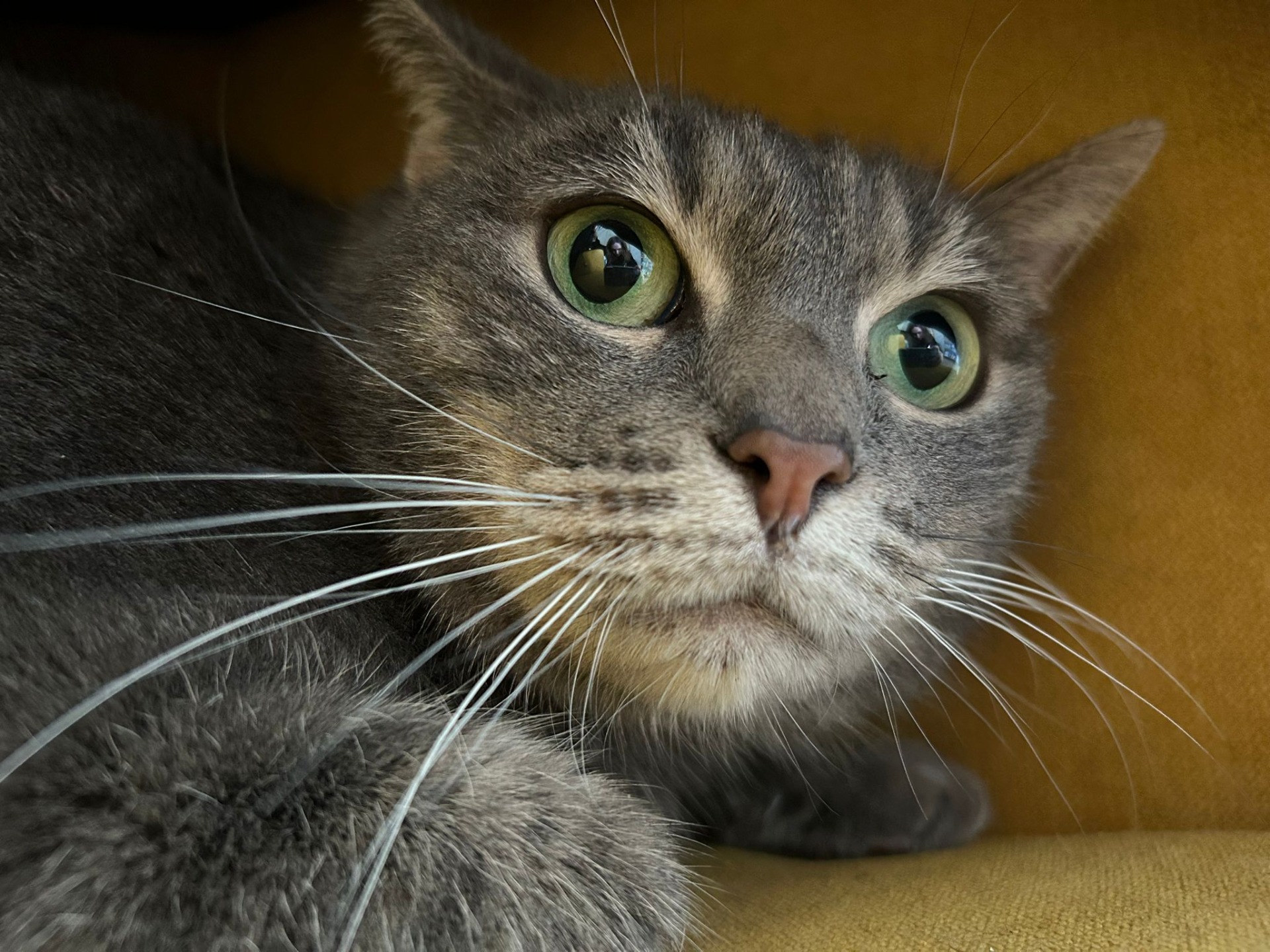 Photo de l'animal à adopté