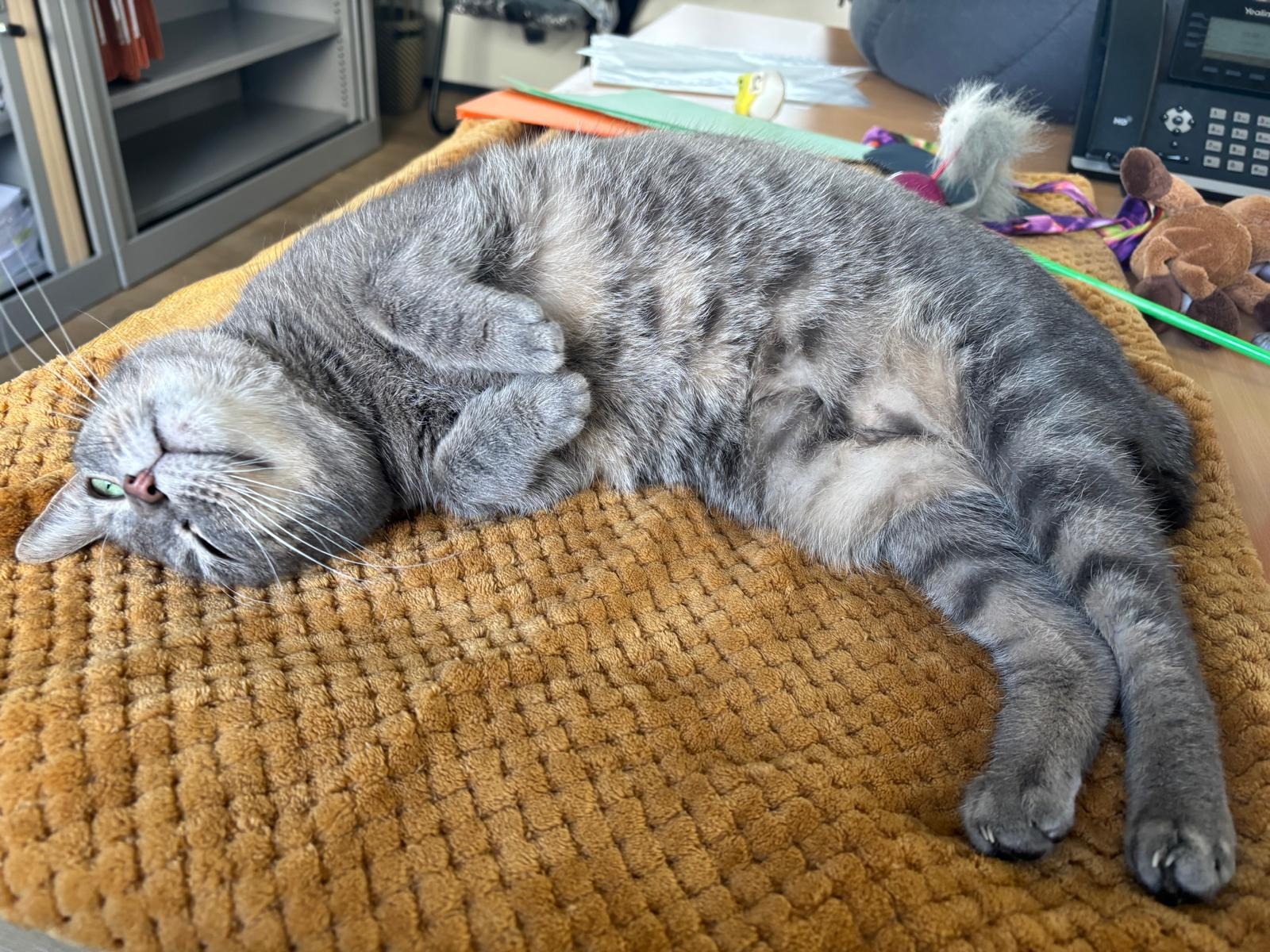 Photo de l'animal à adopté