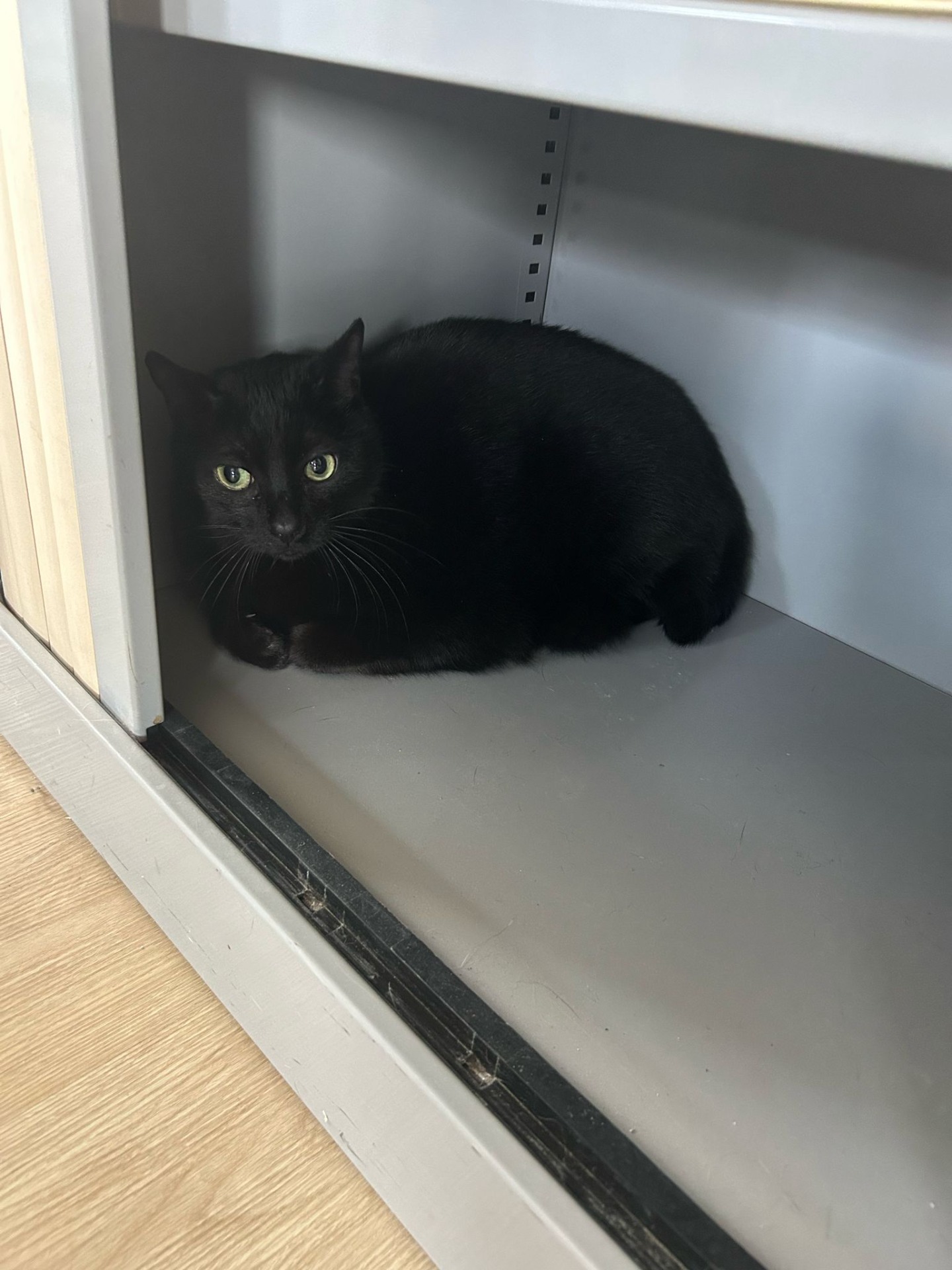 Photo de l'animal à adopté