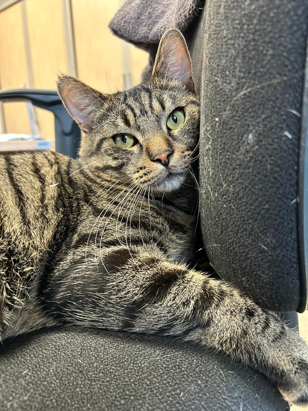 Photo de l'animal à adopté