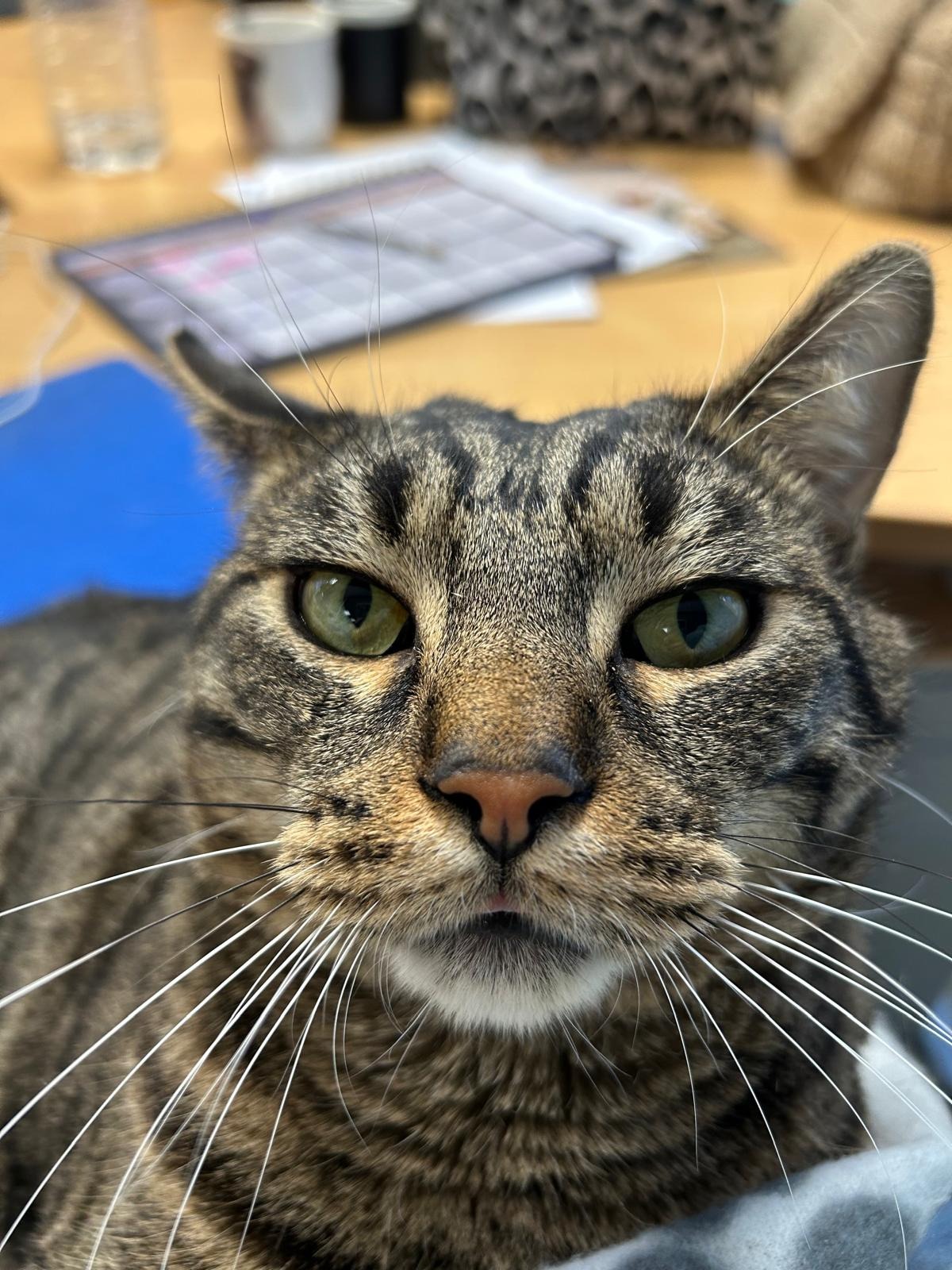 Photo de l'animal à adopté