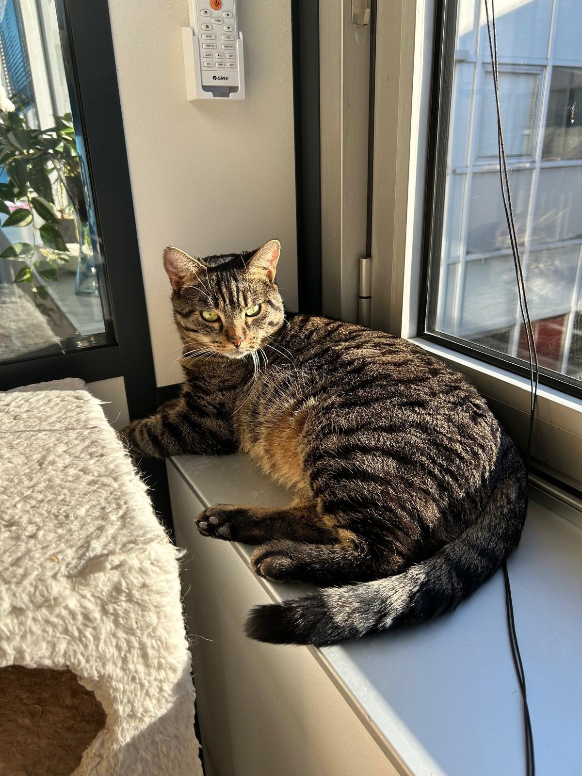 Photo de l'animal à adopté