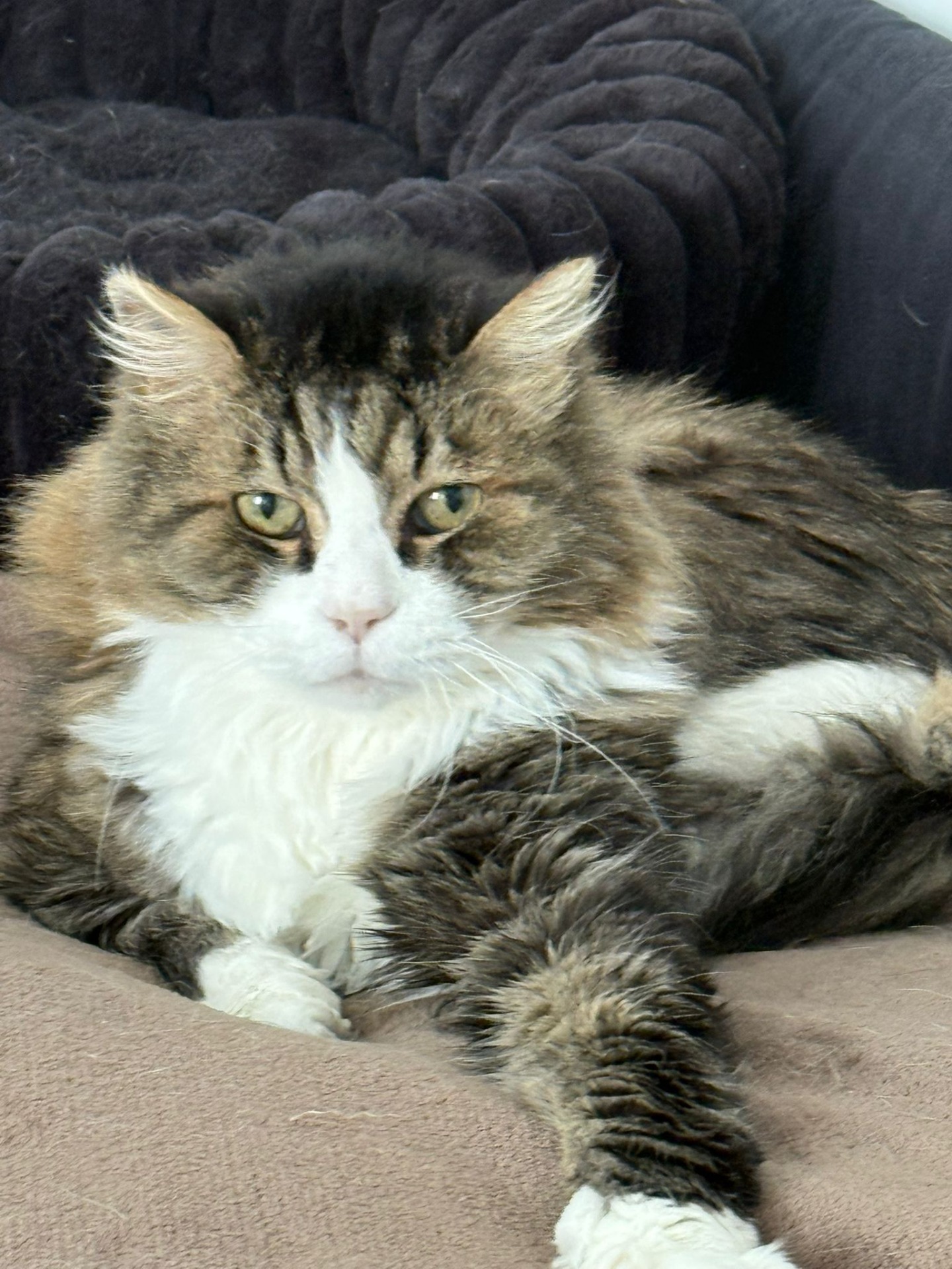 Photo de l'animal à adopté