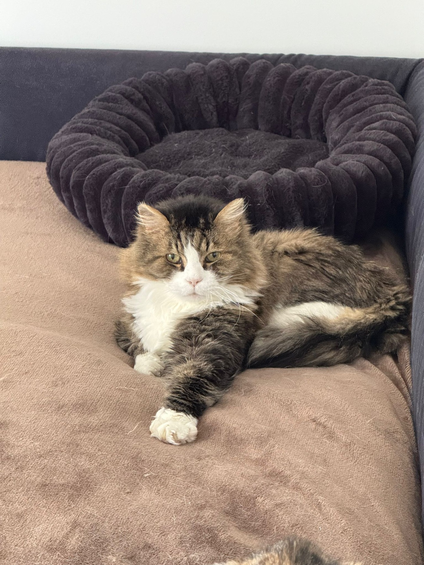 Photo de l'animal à adopté