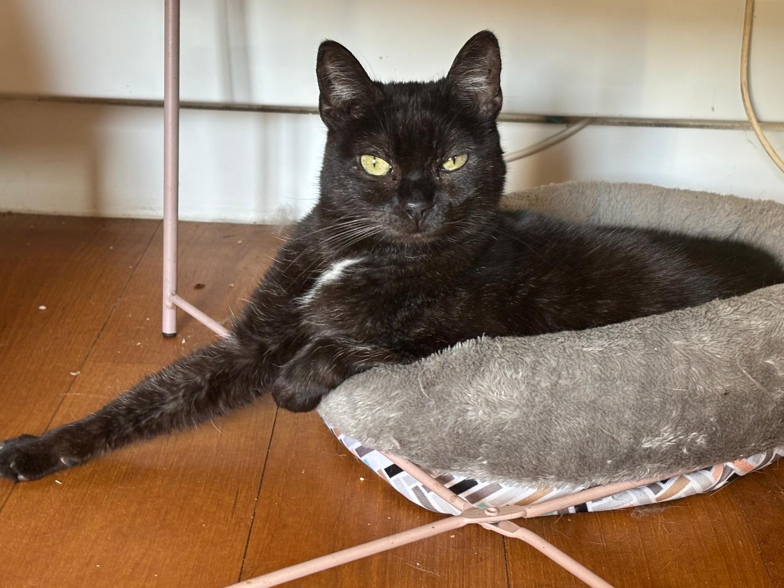 Photo de l'animal à adopté