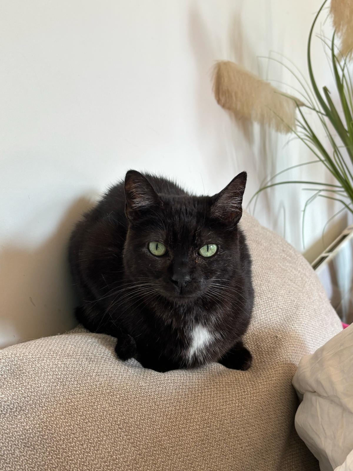 Photo de l'animal à adopté