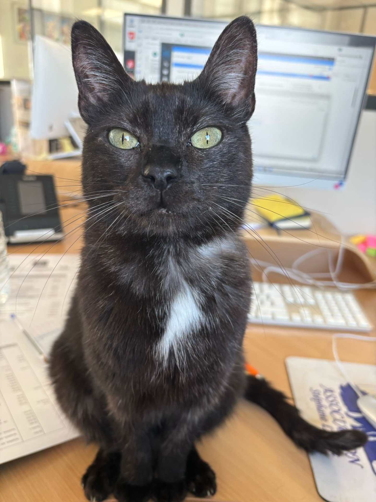 Photo de l'animal à adopté