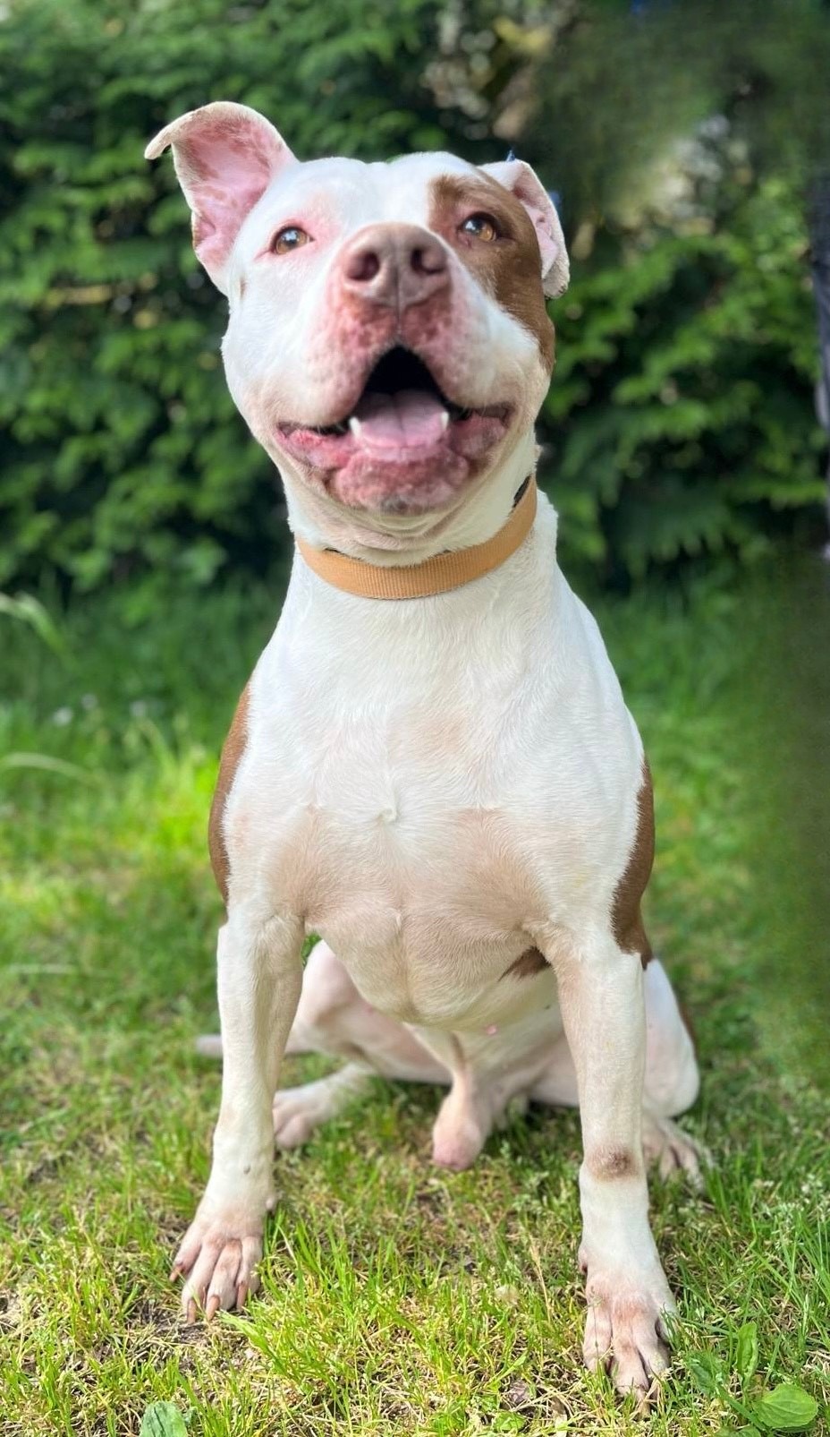 Photo de l'animal à adopté