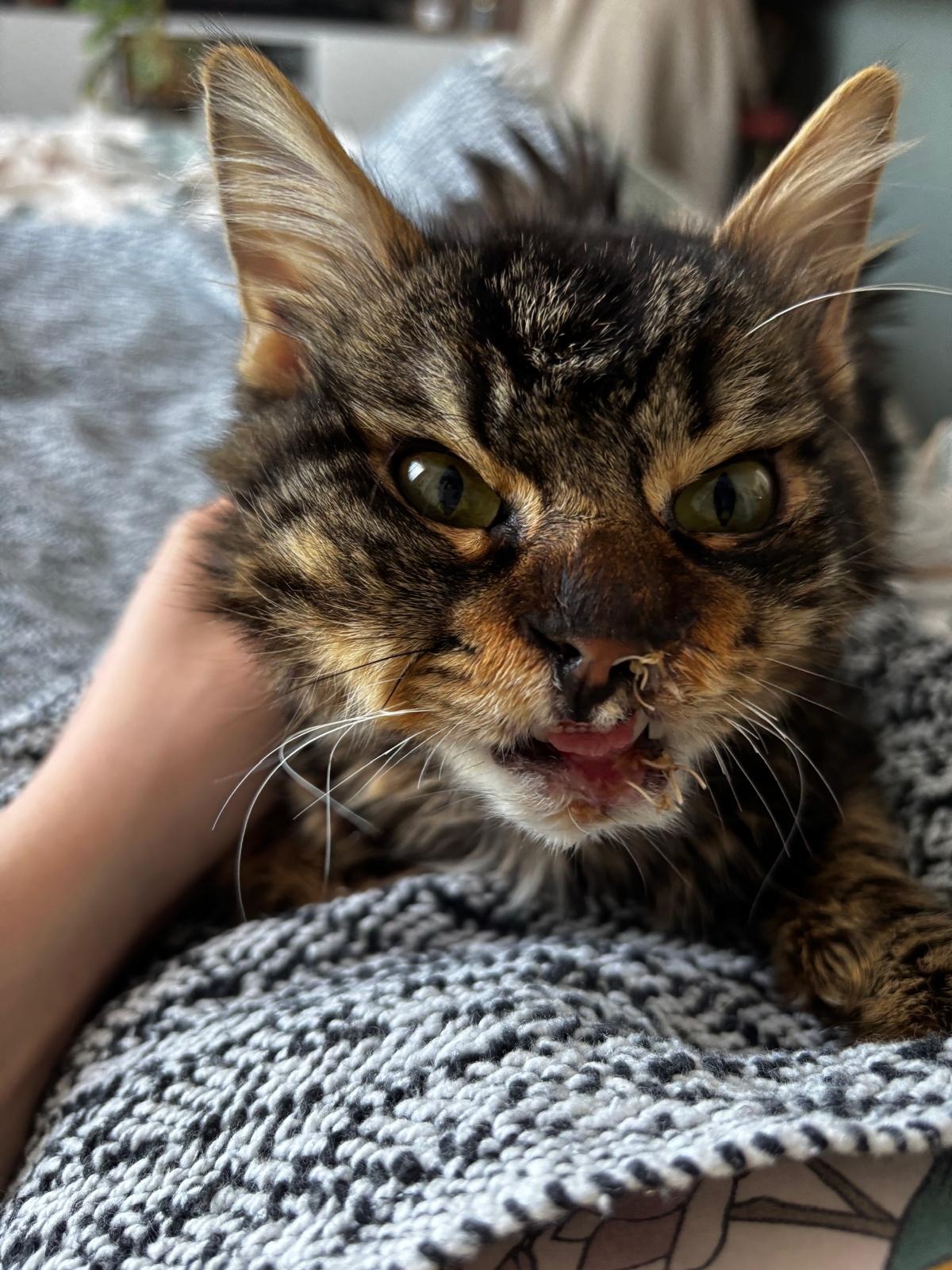 Photo de l'animal à adopté