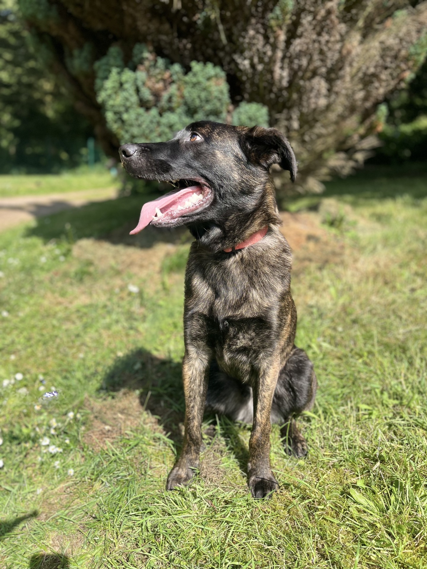 Photo de l'animal à adopté