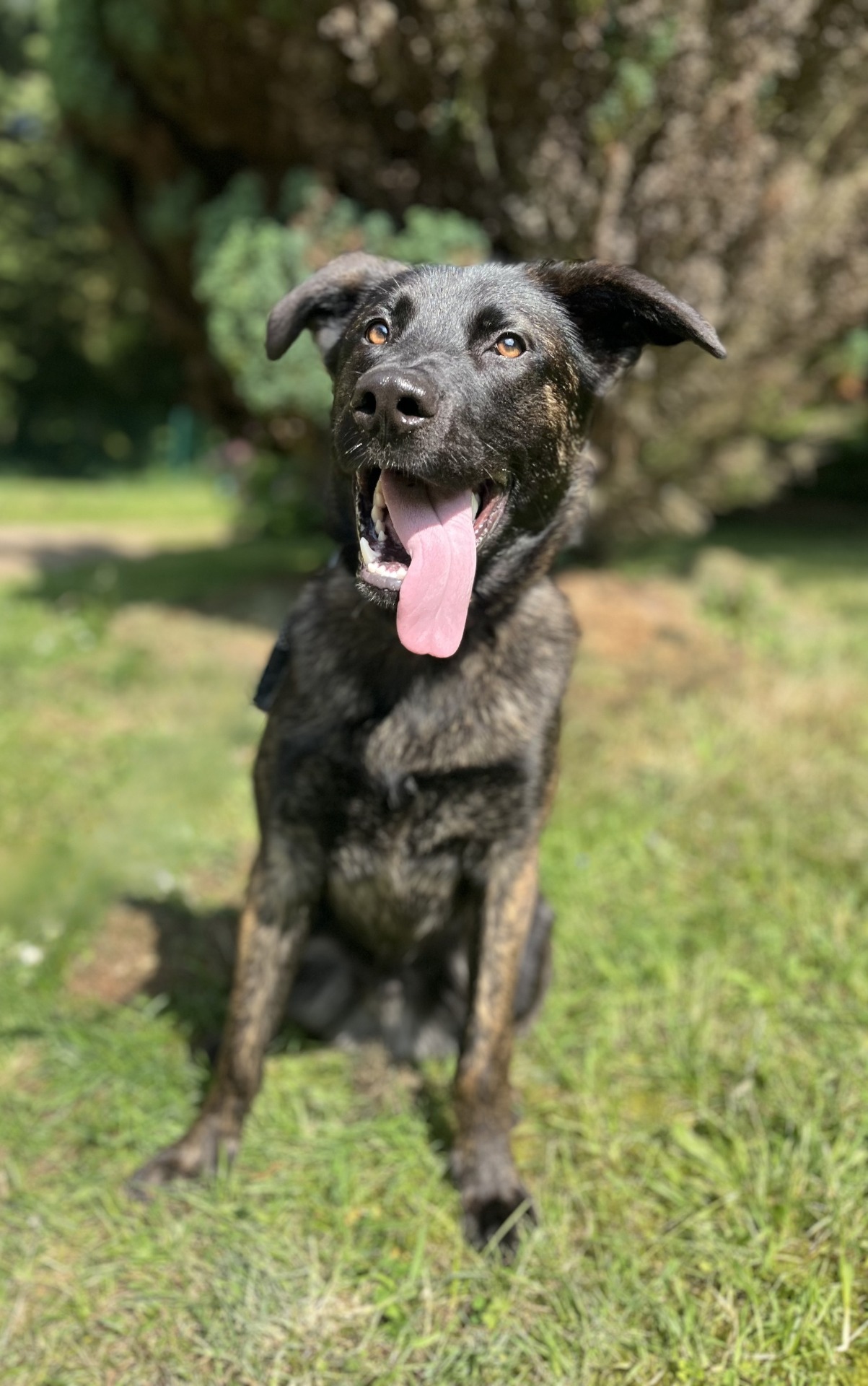 Photo de l'animal à adopté