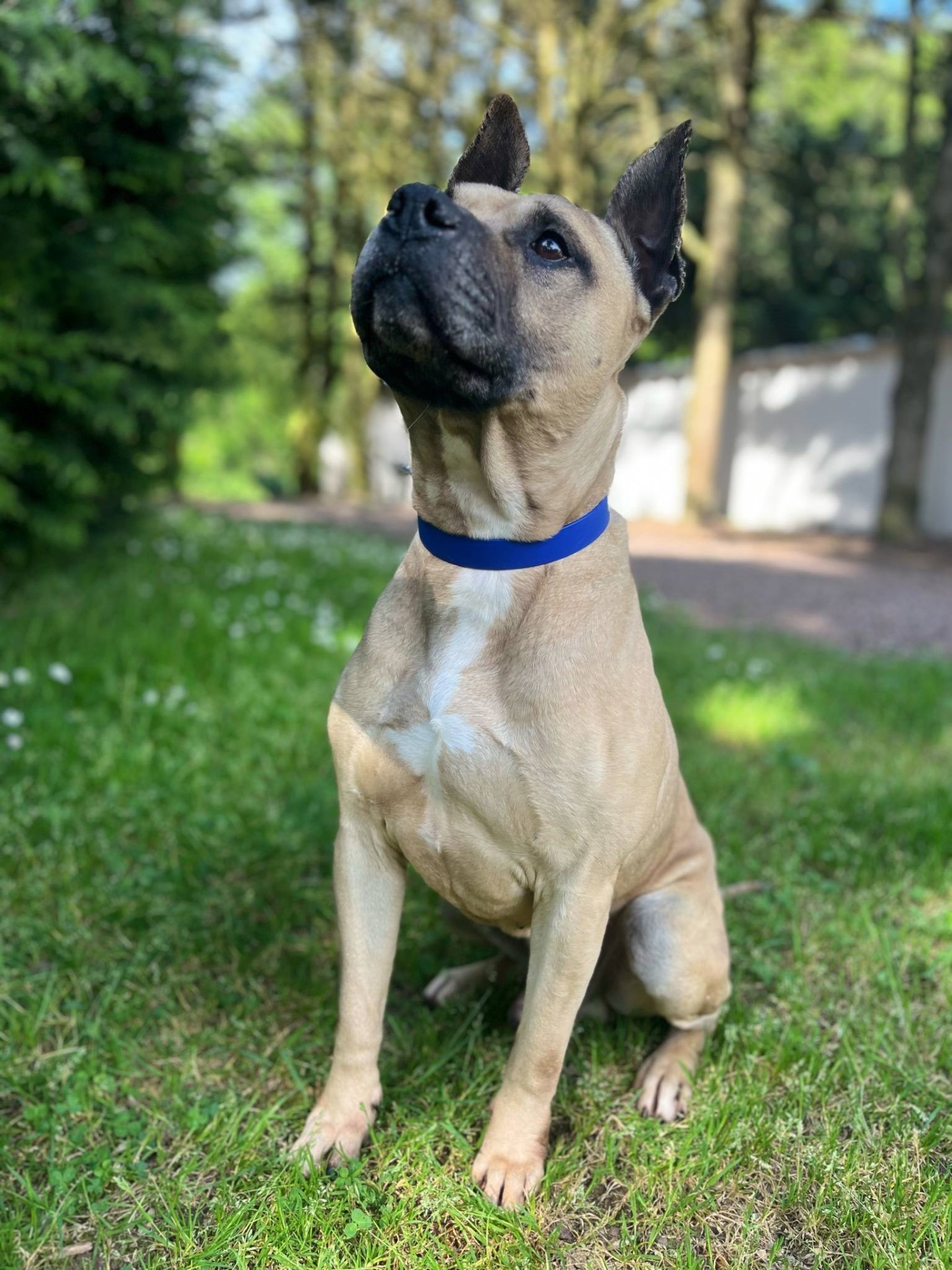 Photo de l'animal à adopté