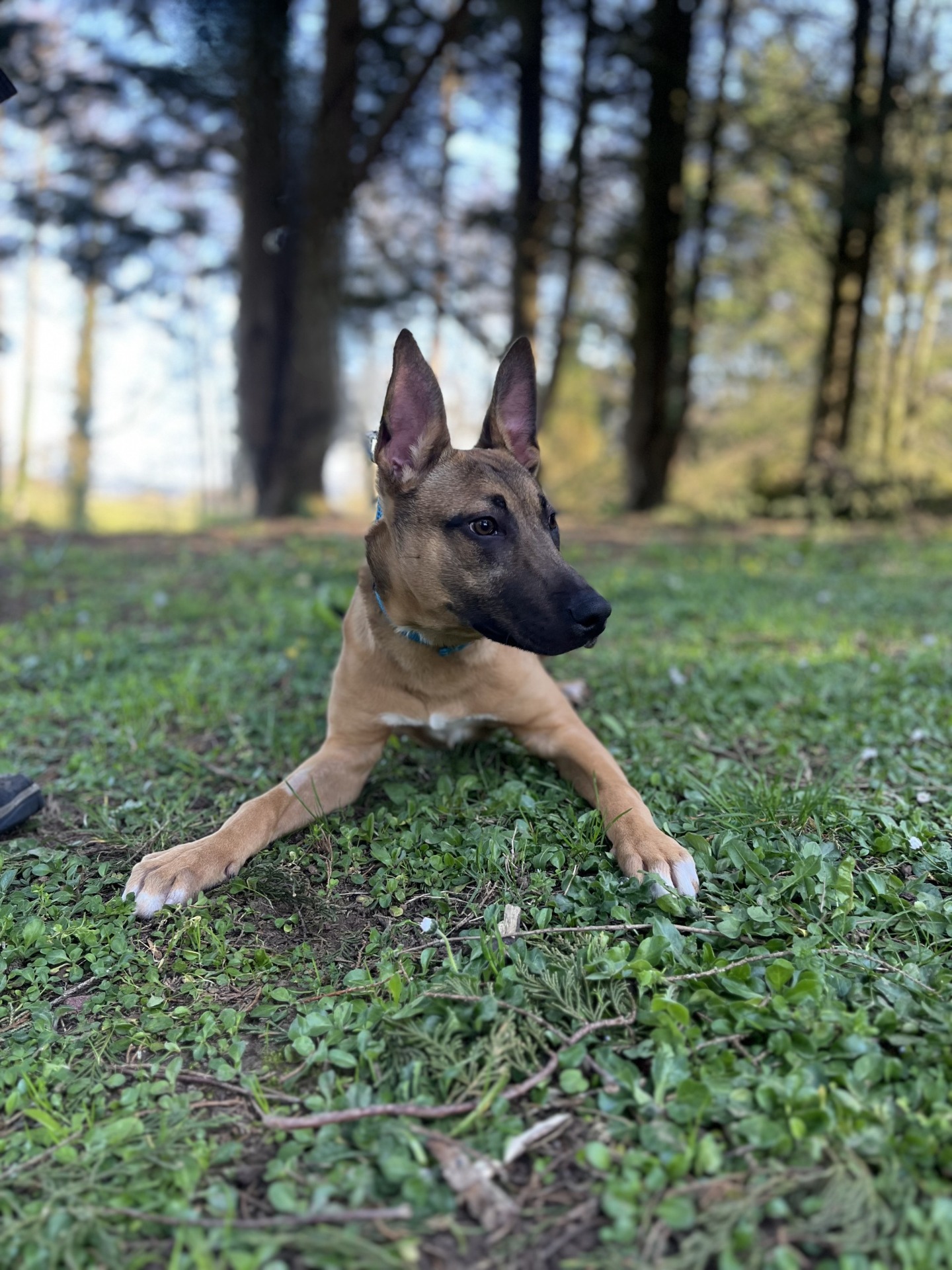 Photo de l'animal à adopté