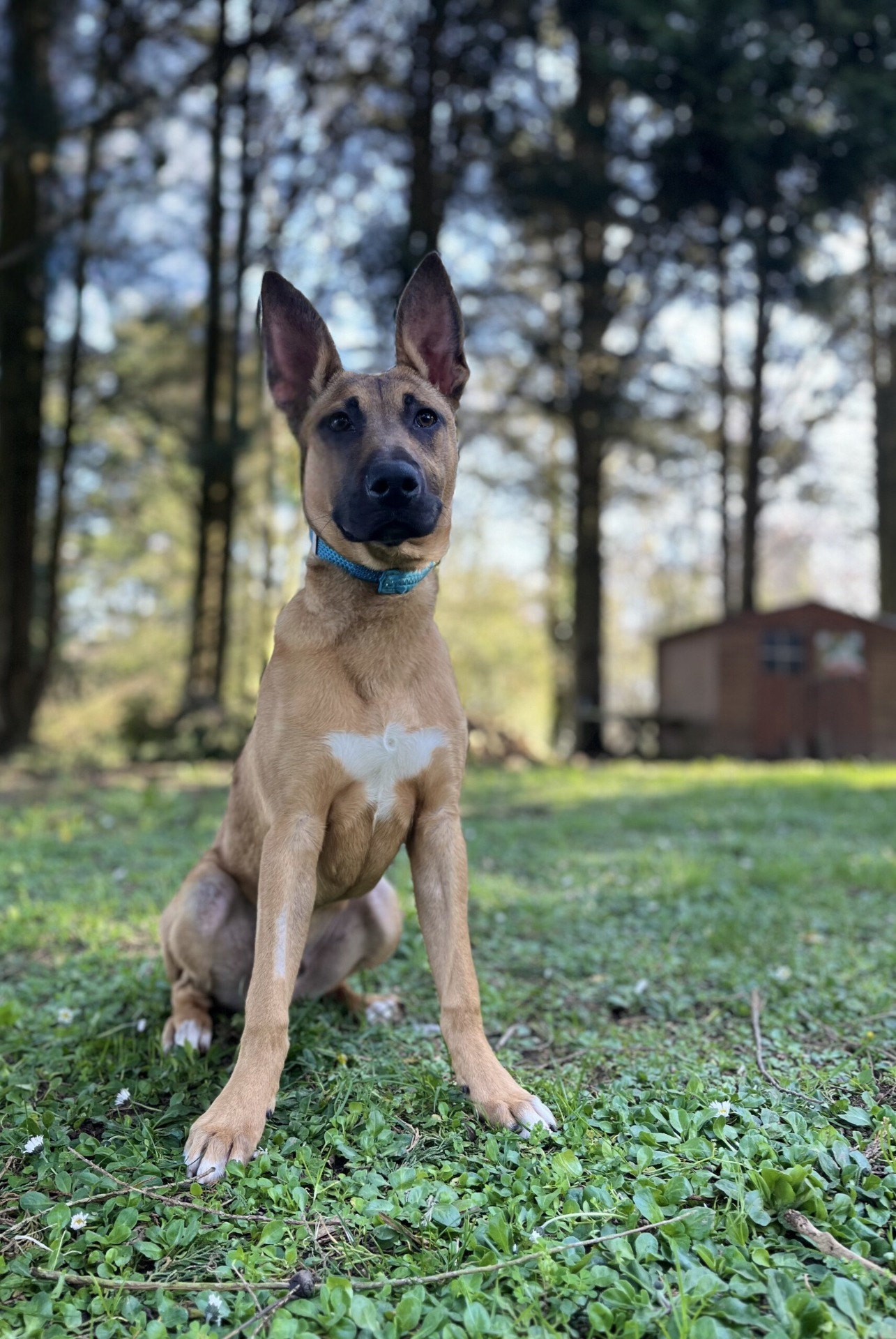 Photo de l'animal à adopté