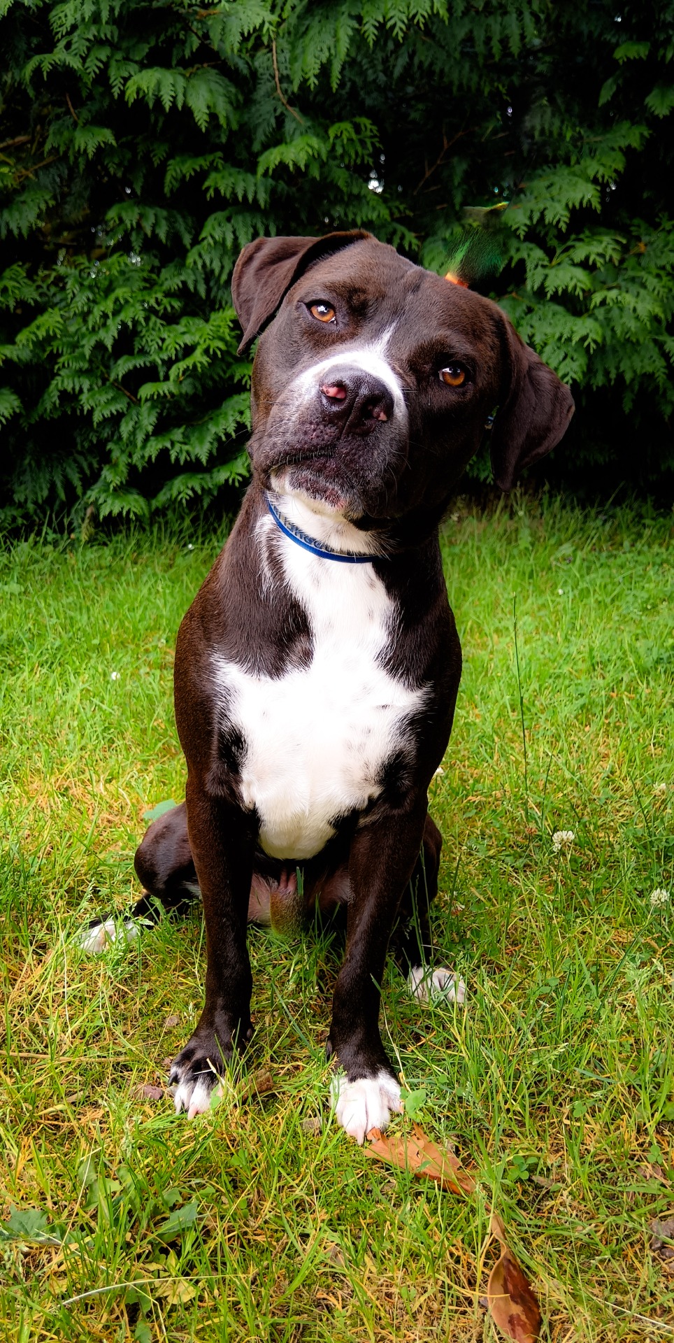 Photo de l'animal à adopté