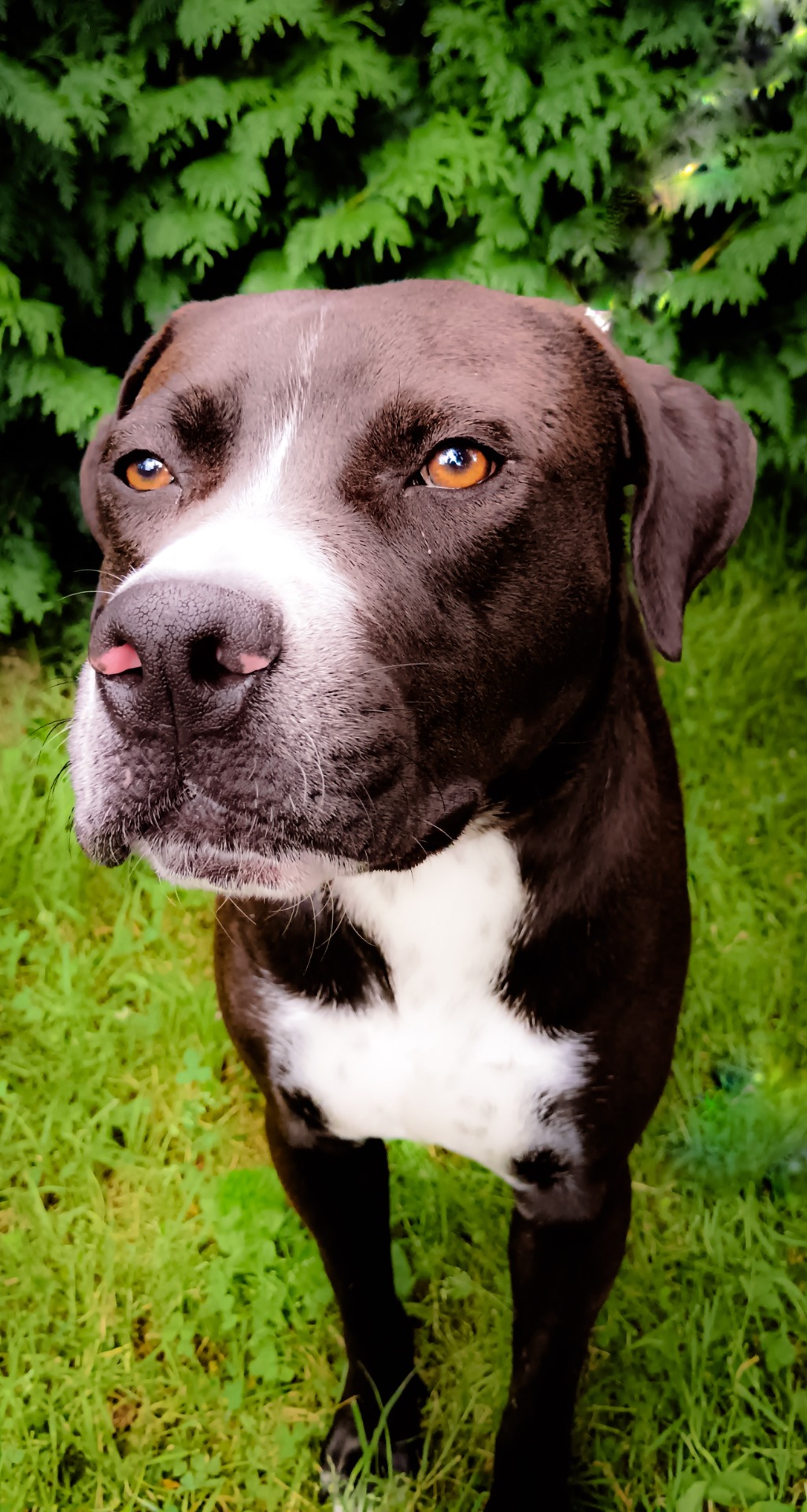 Photo de l'animal à adopté