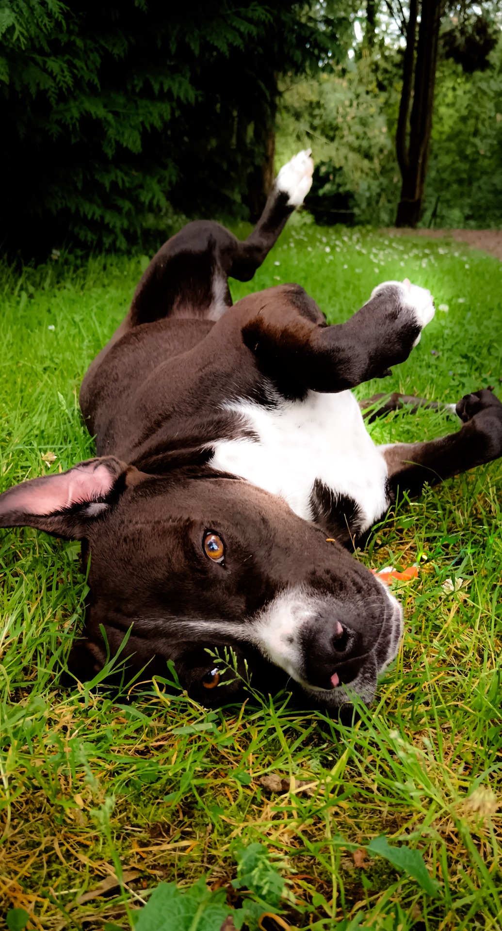 Photo de l'animal à adopté