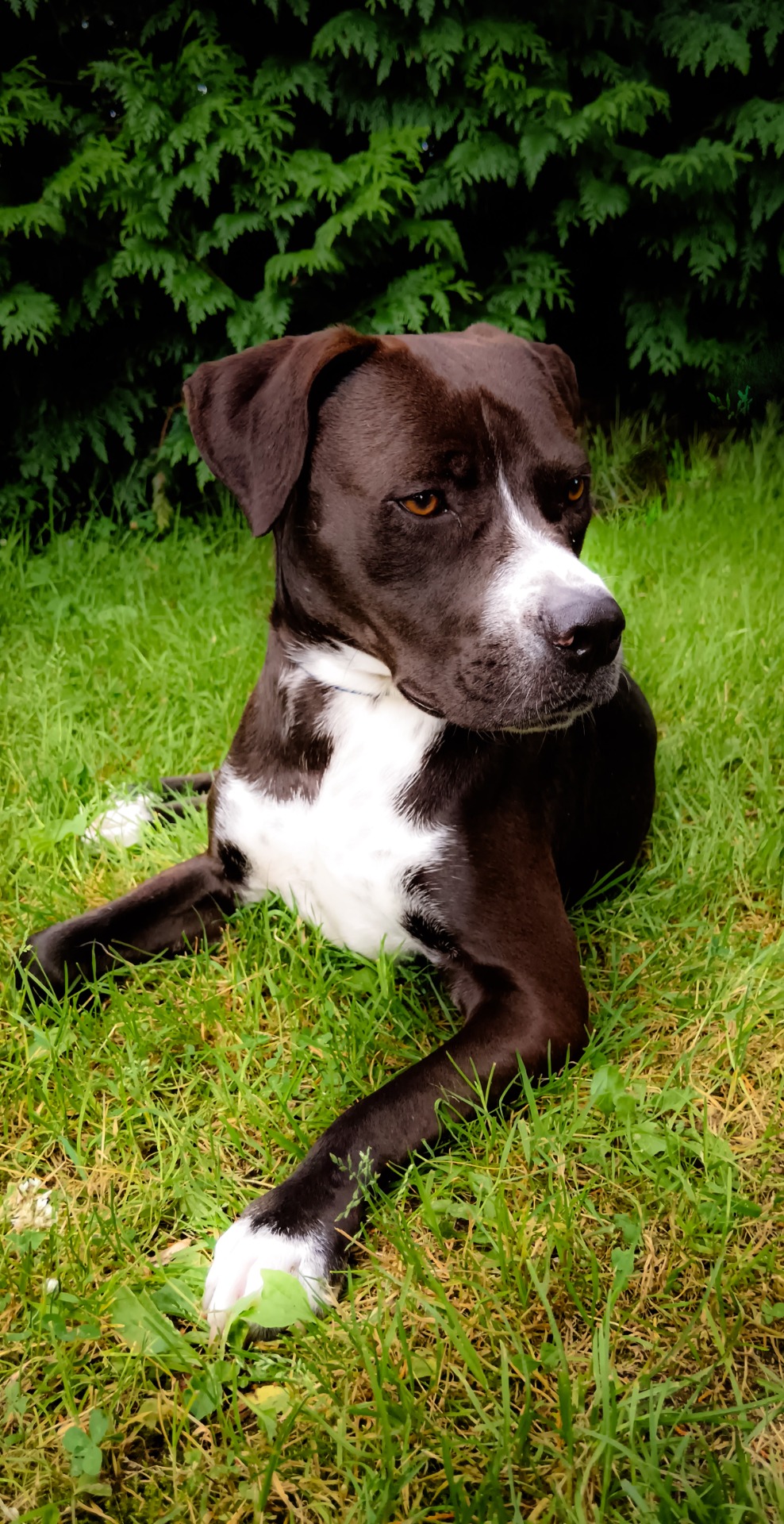 Photo de l'animal à adopté