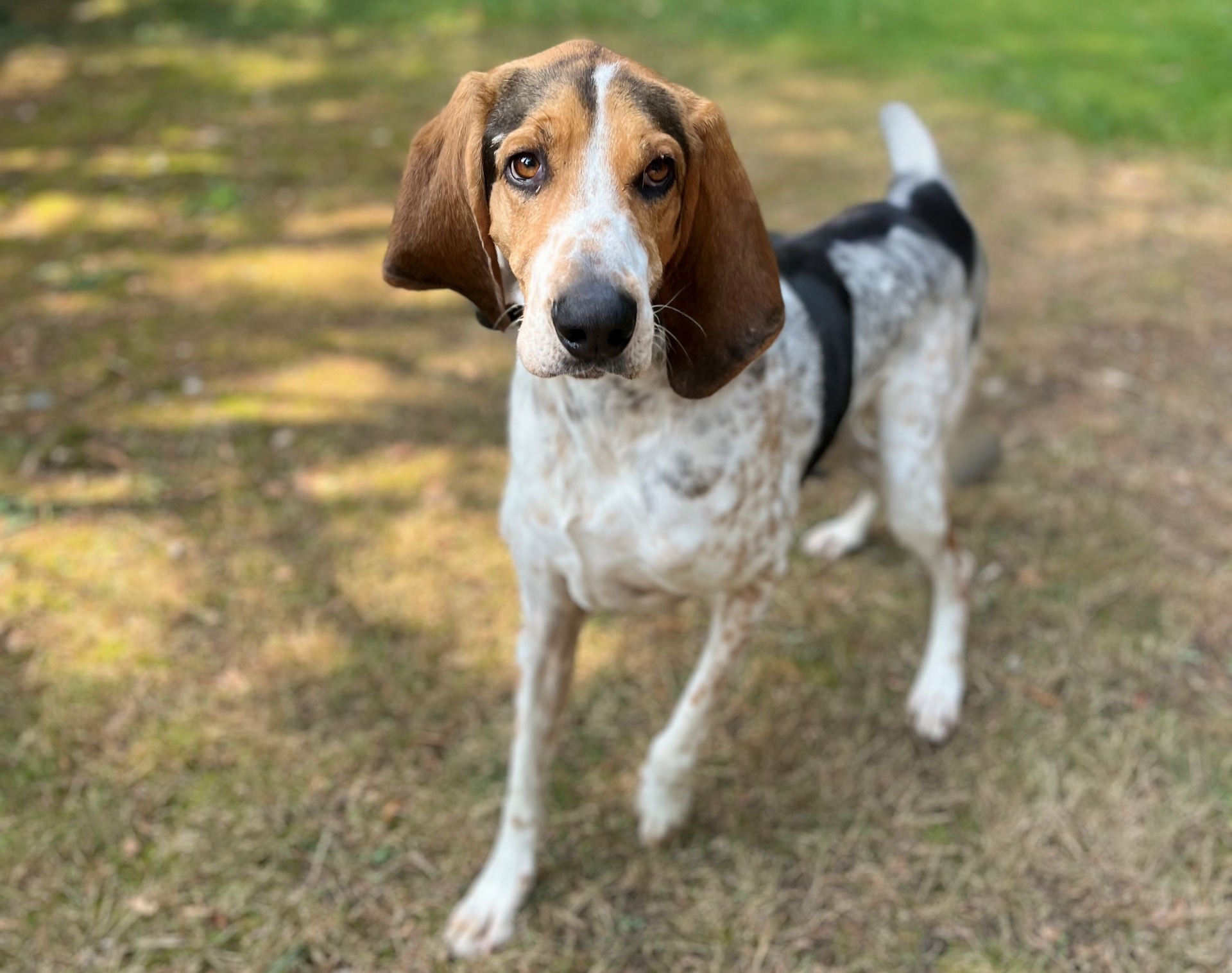 Photo de l'animal à adopté