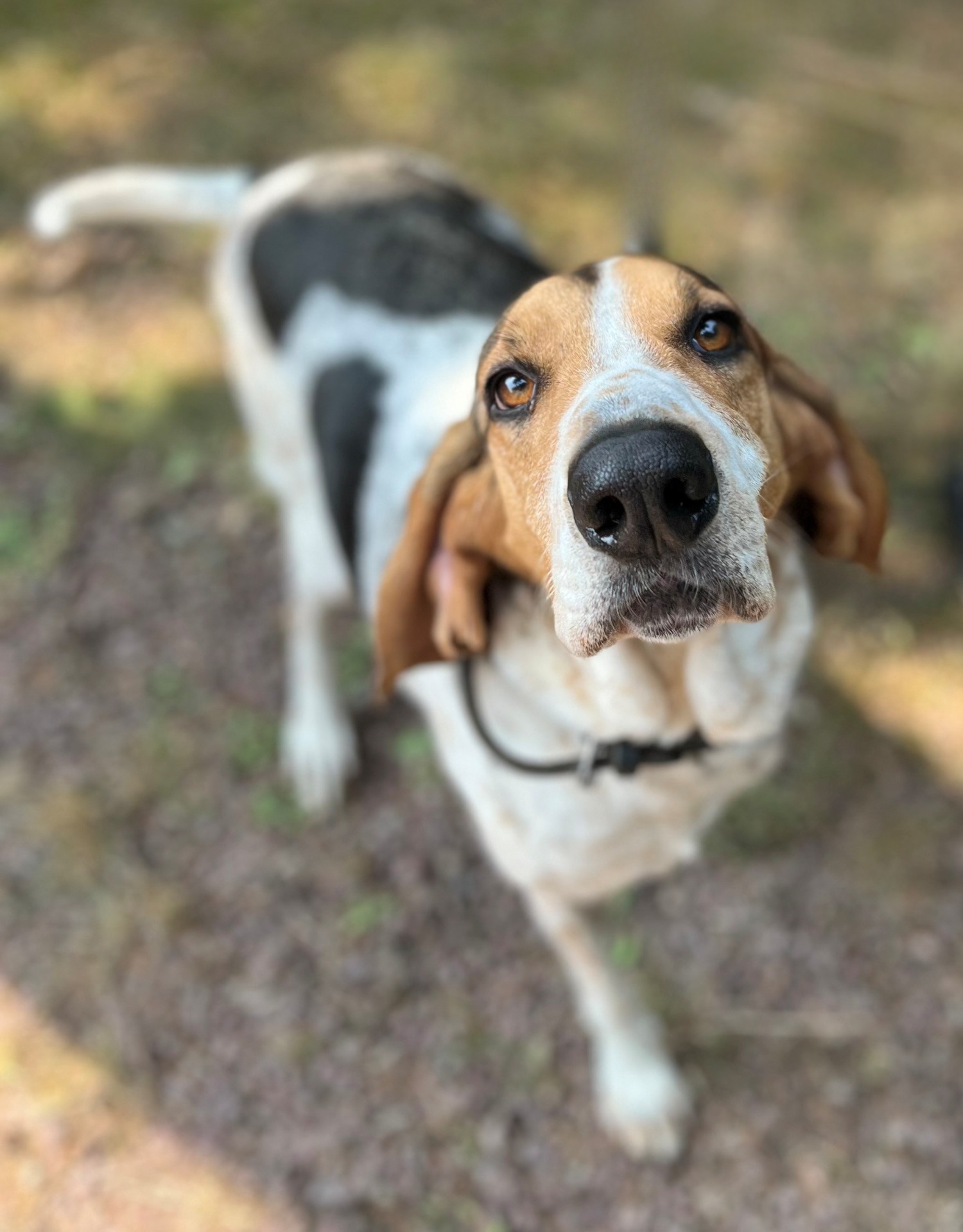 Photo de l'animal à adopté