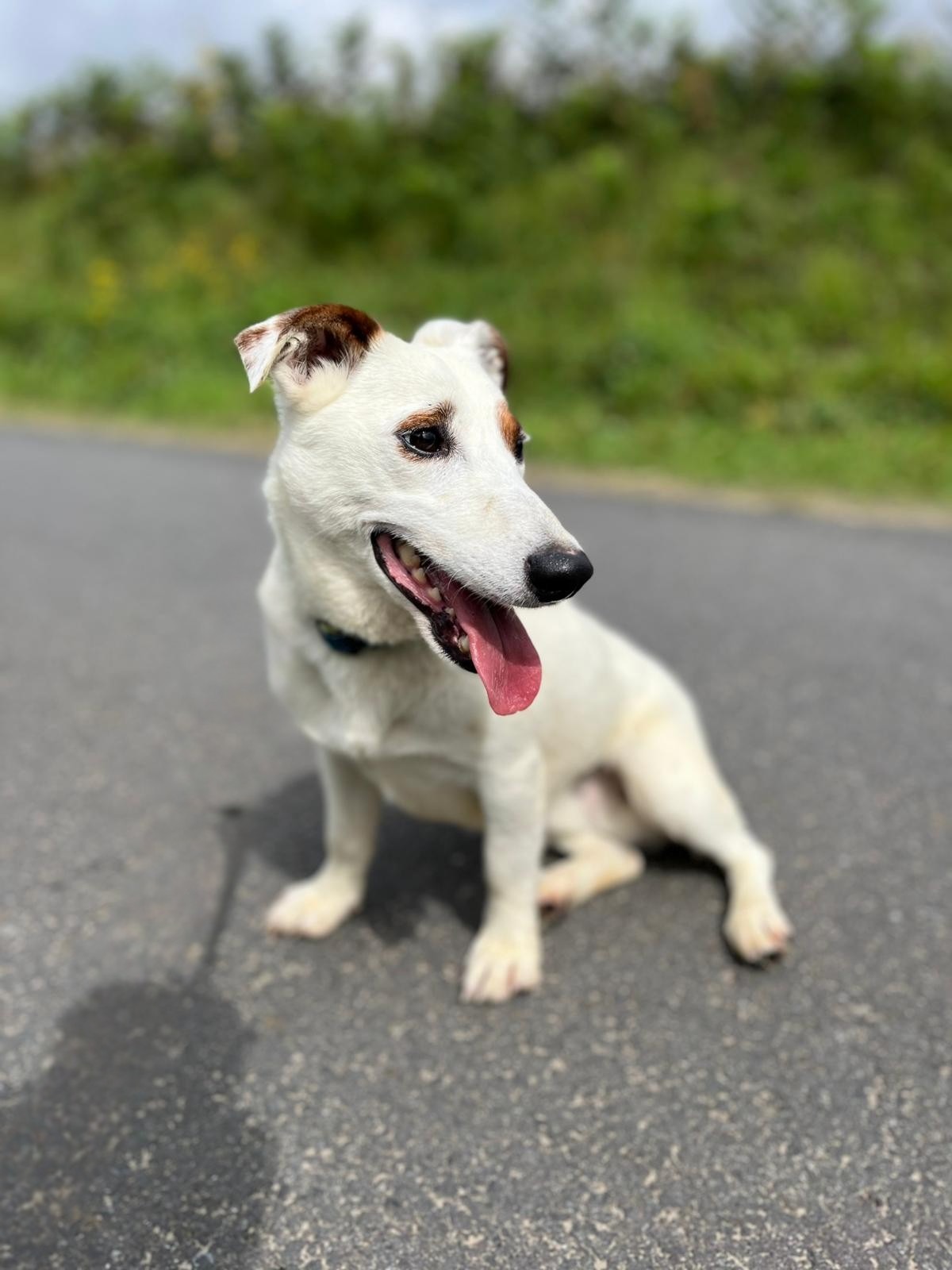 Photo de l'animal à adopté