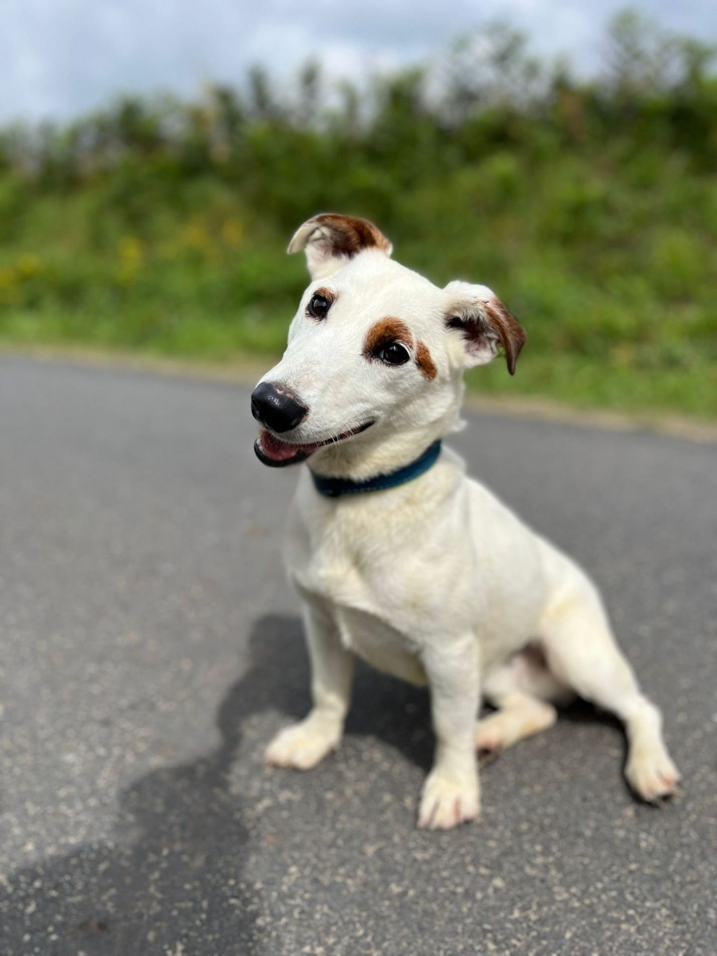 Photo de l'animal à adopté