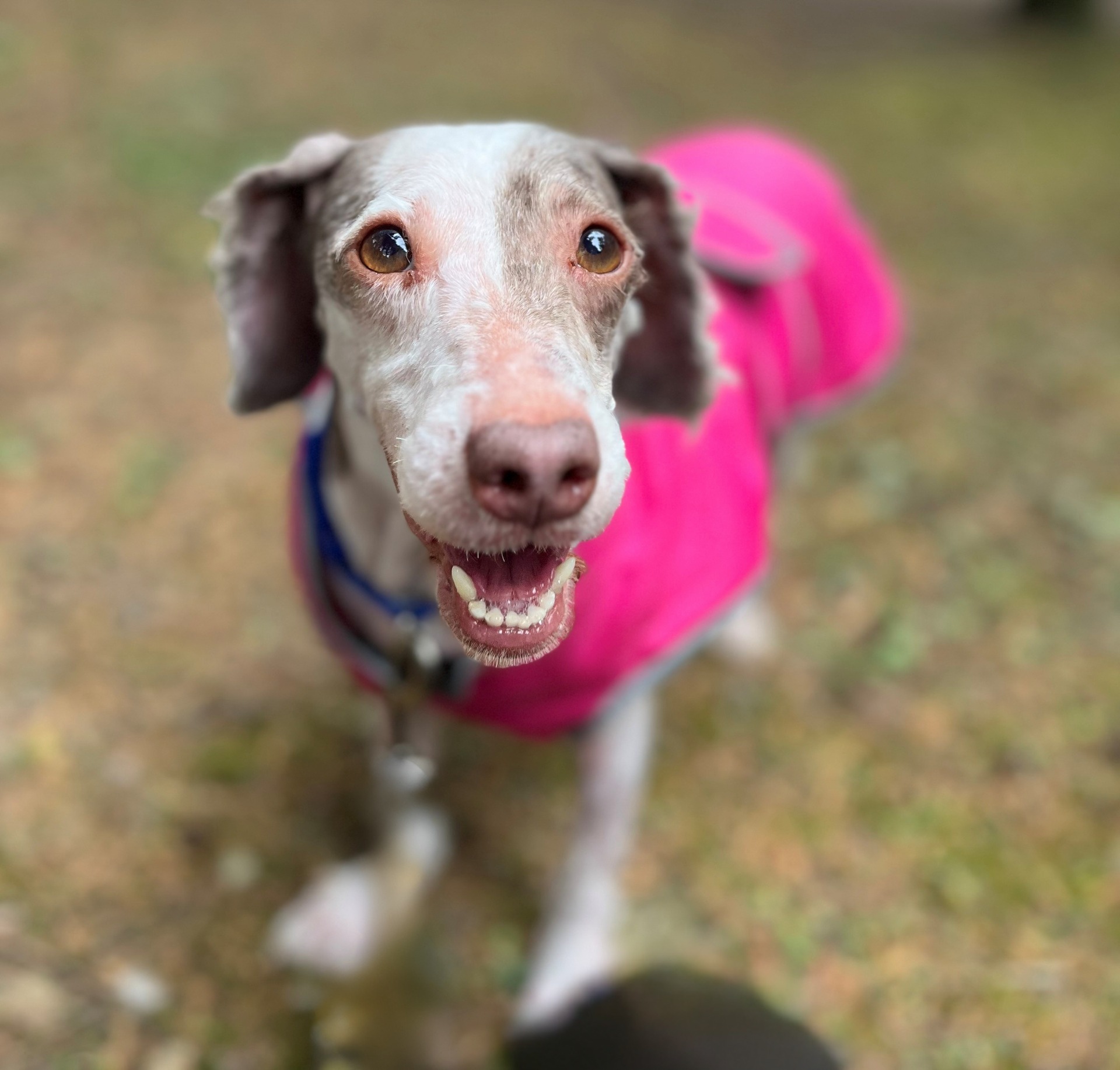 Photo de l'animal à adopté