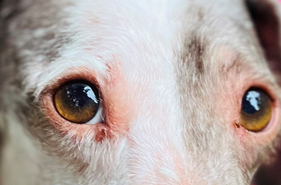 Photo de l'animal à adopté