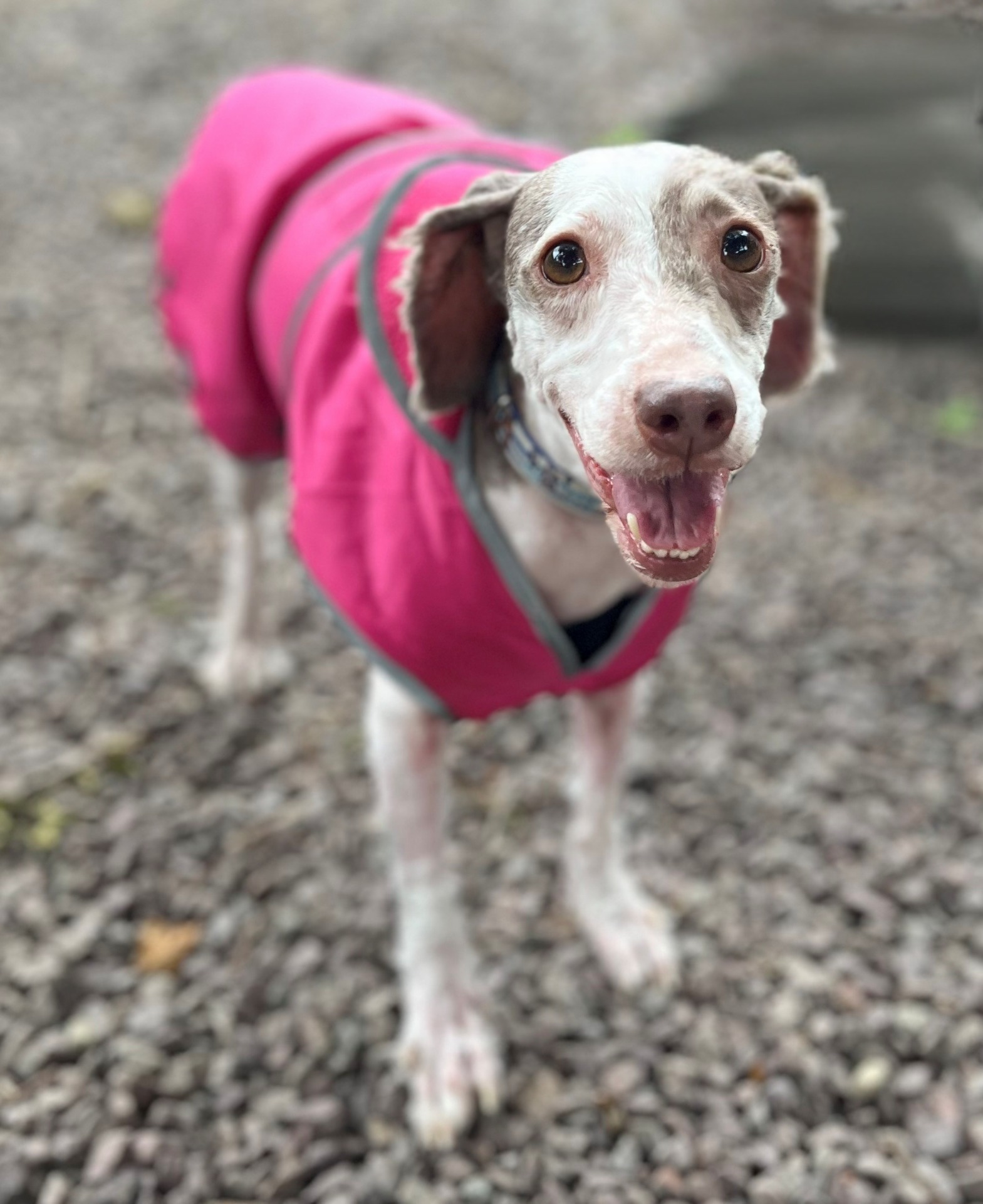 Photo de l'animal à adopté