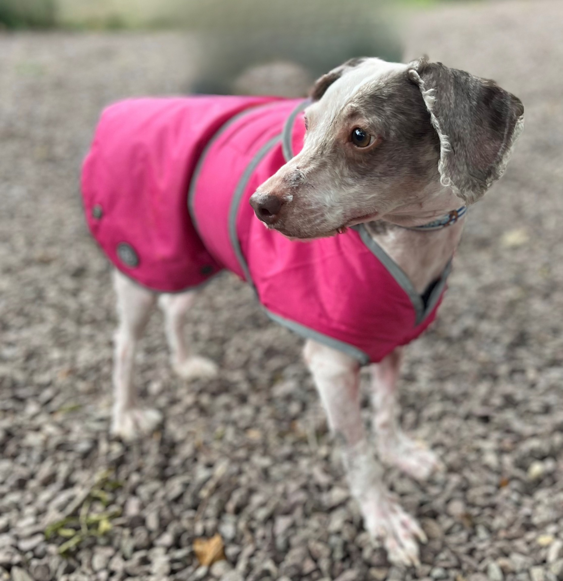 Photo de l'animal à adopté