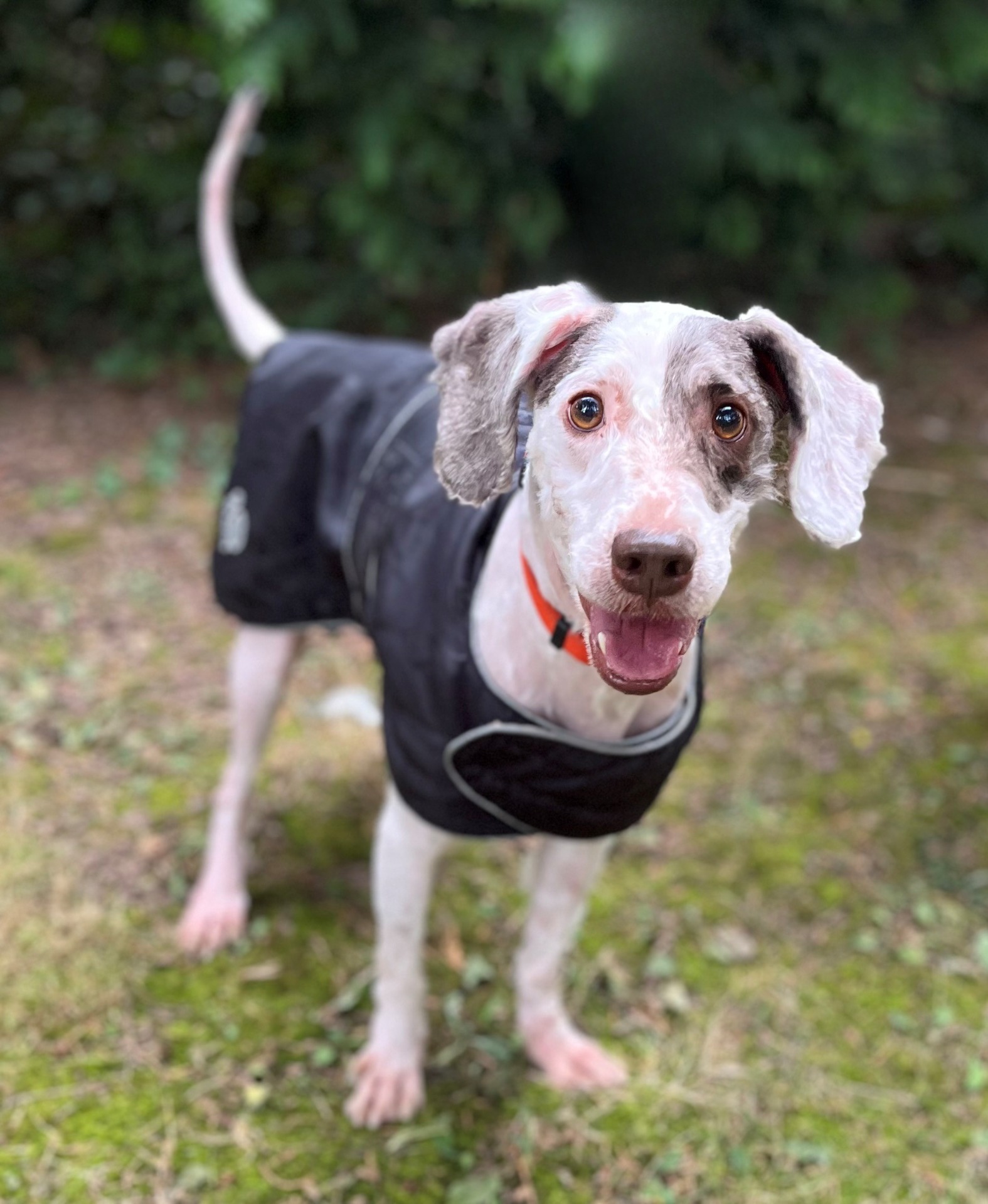 Photo de l'animal à adopté