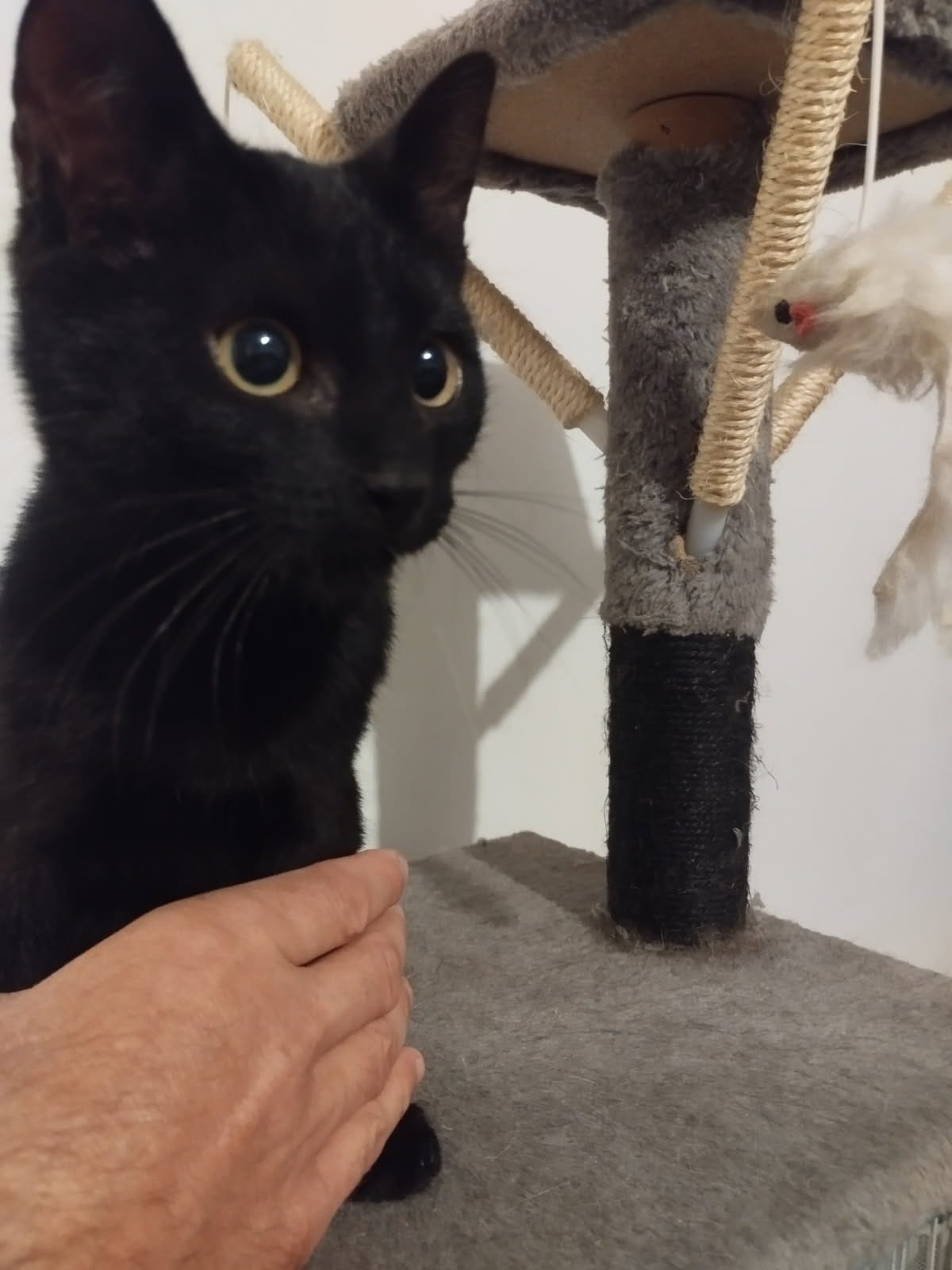 Photo de l'animal à adopté