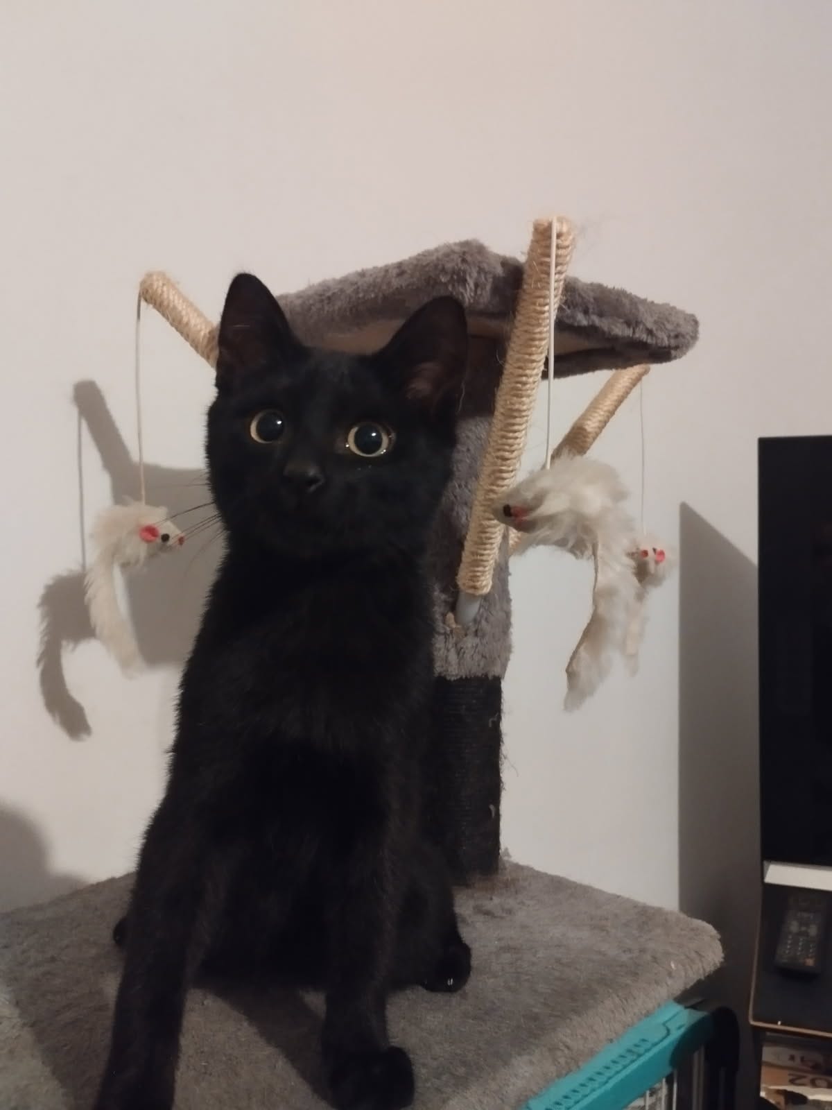 Photo de l'animal à adopté