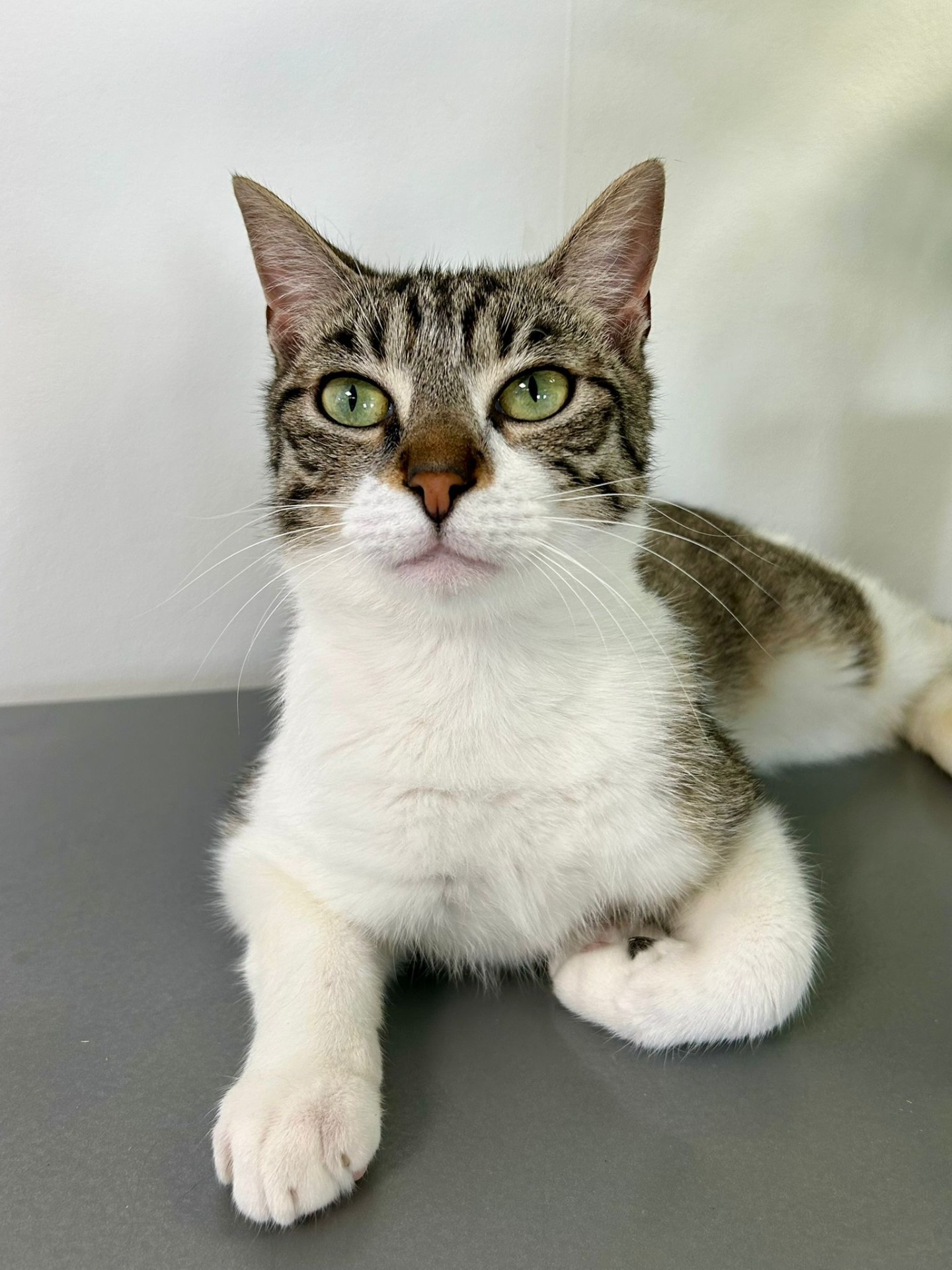 Photo de l'animal à adopté