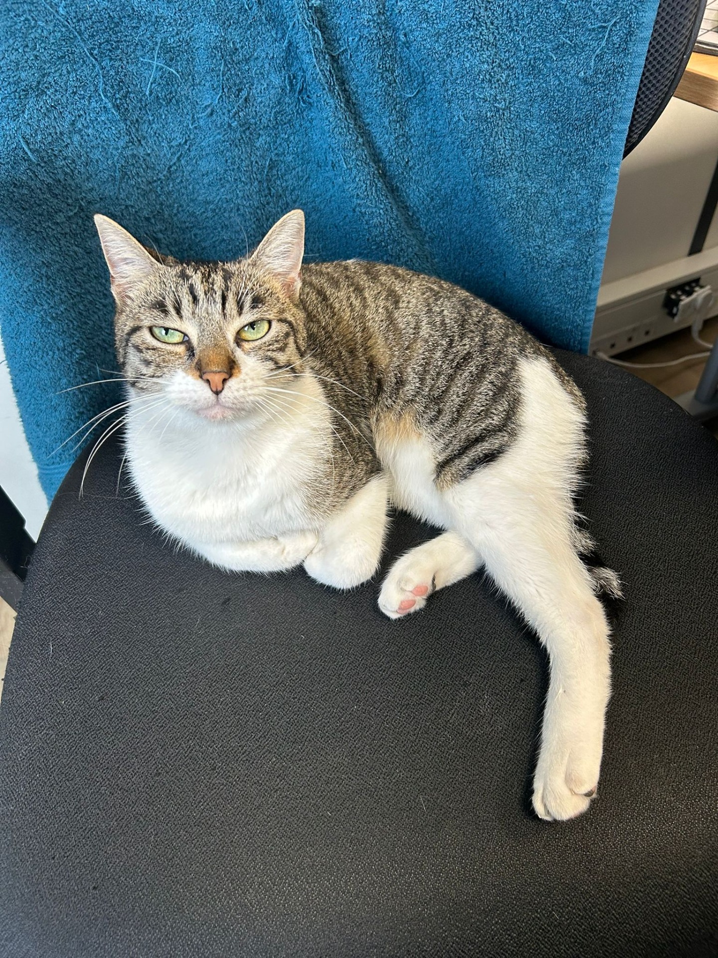 Photo de l'animal à adopté