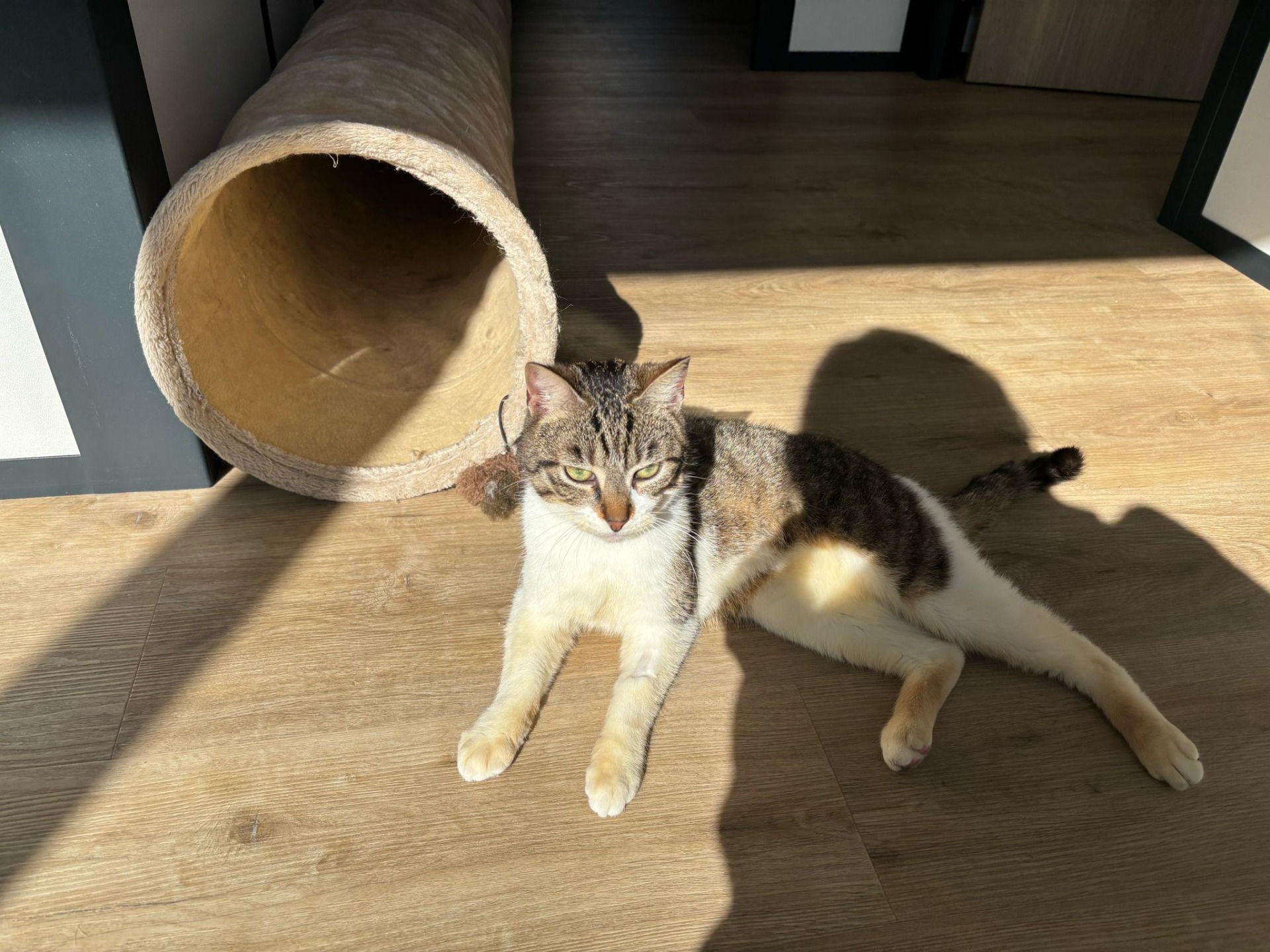 Photo de l'animal à adopté