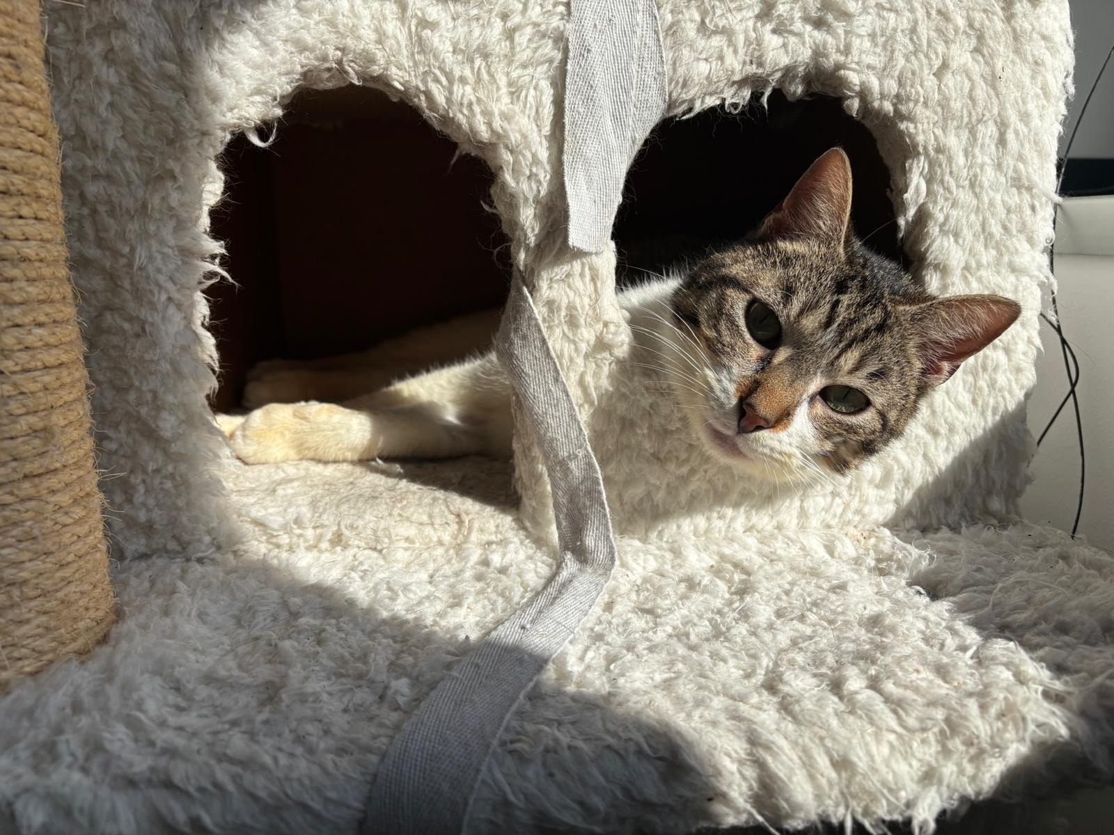 Photo de l'animal à adopté