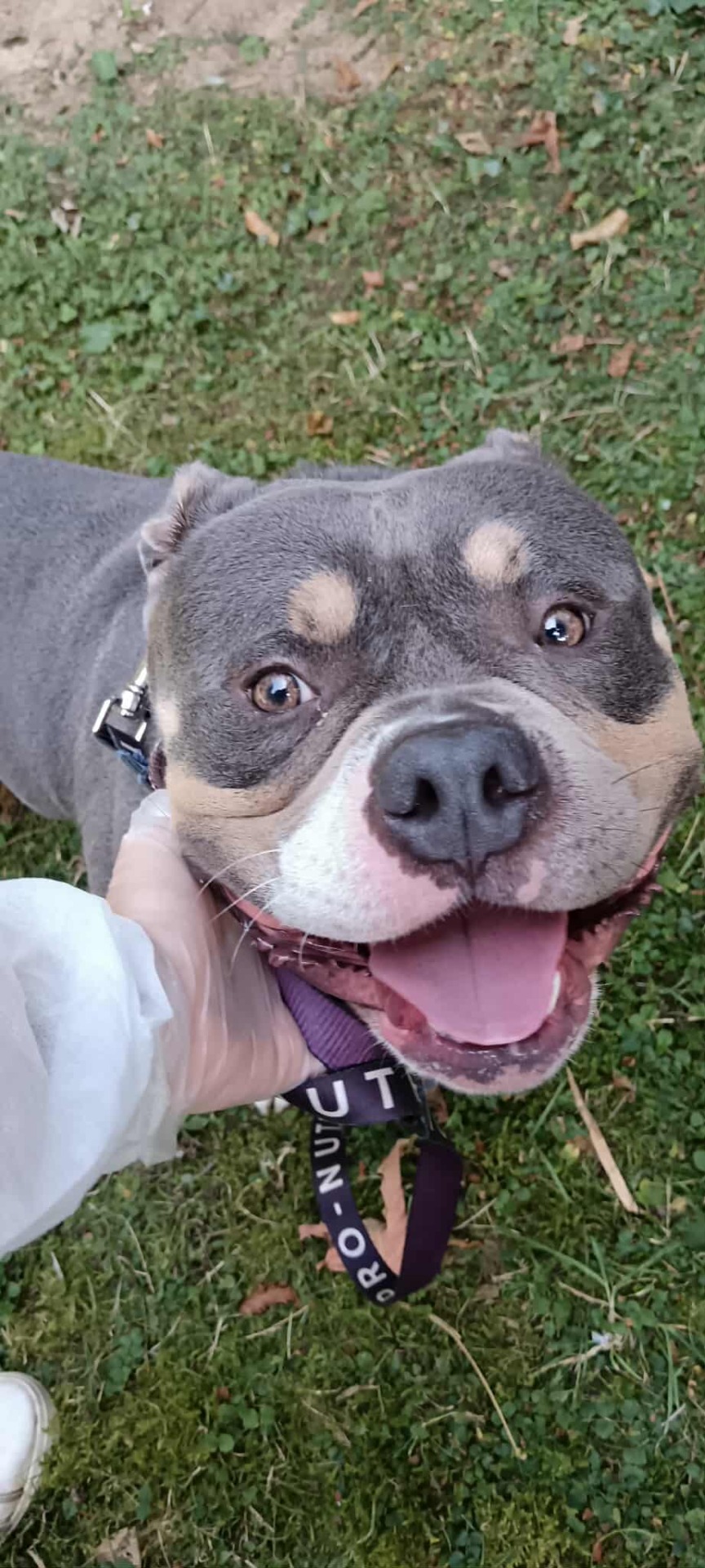 Photo de l'animal à adopté