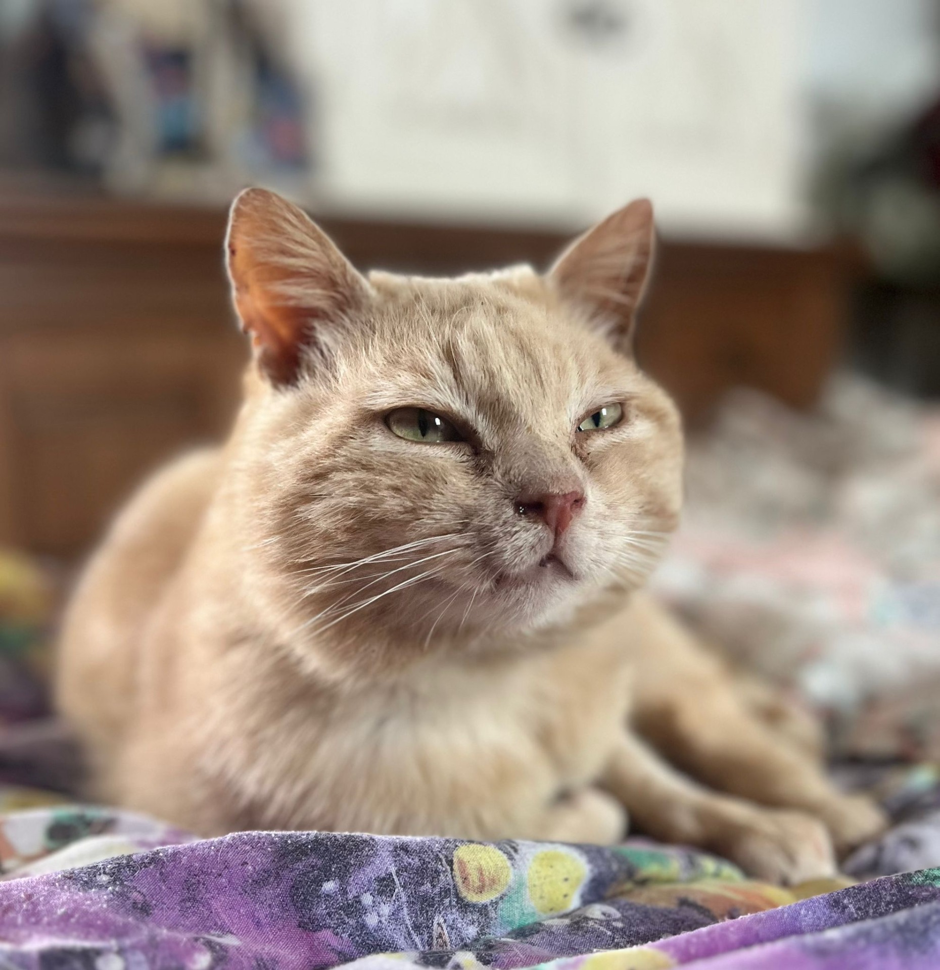 Photo de l'animal à adopté