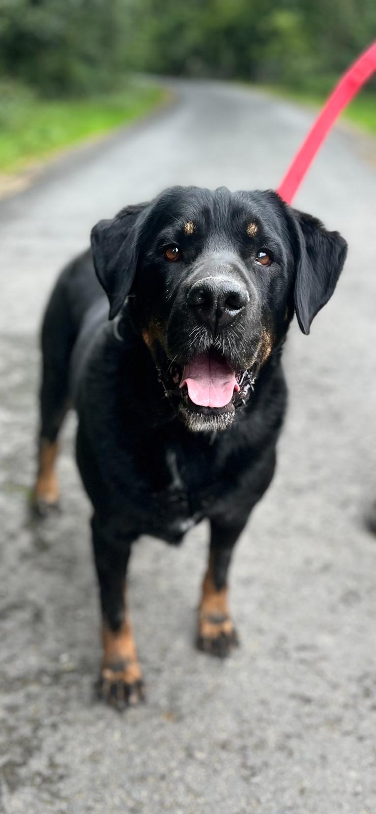 Photo de l'animal à adopté