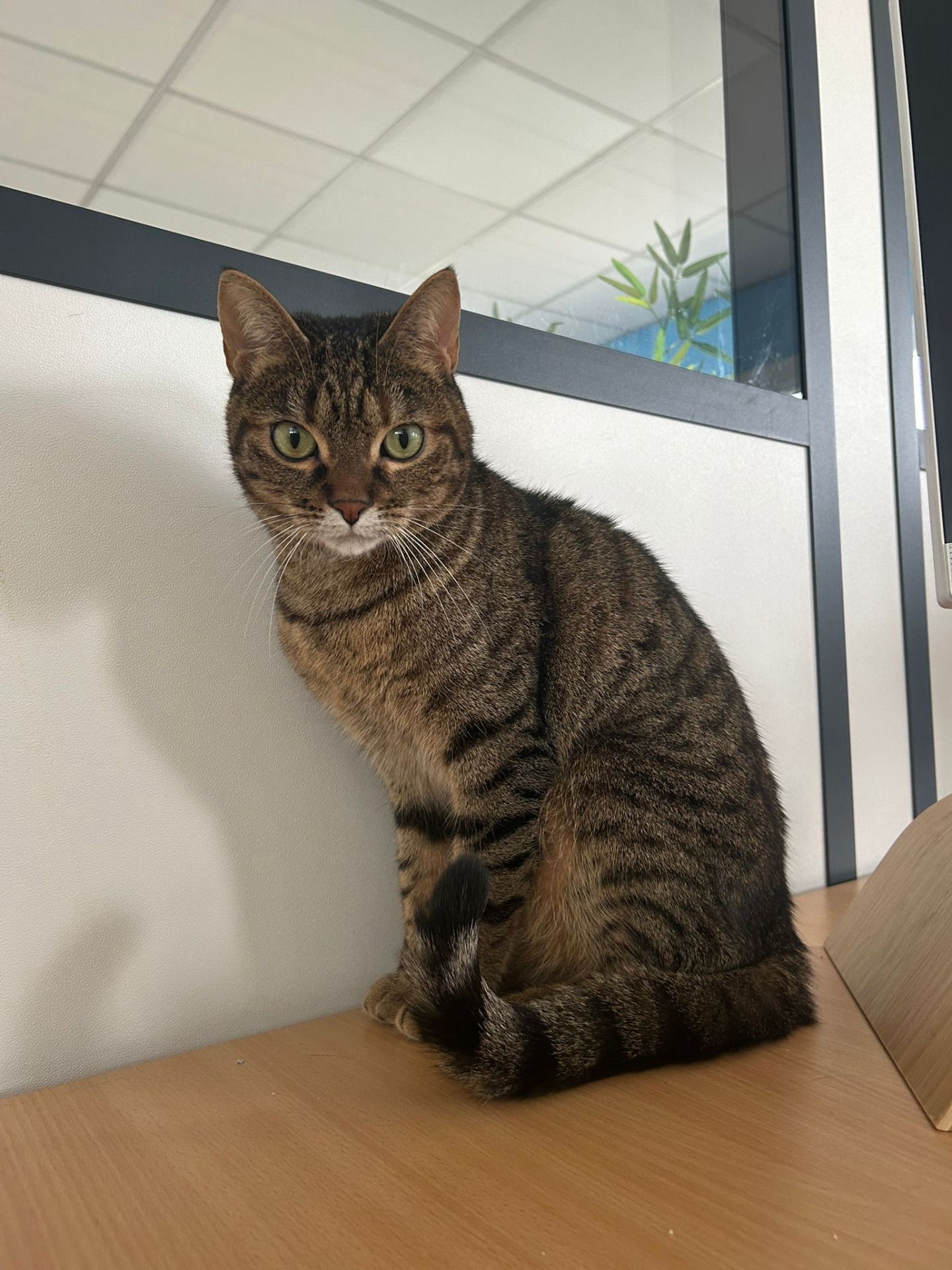 Photo de l'animal à adopté