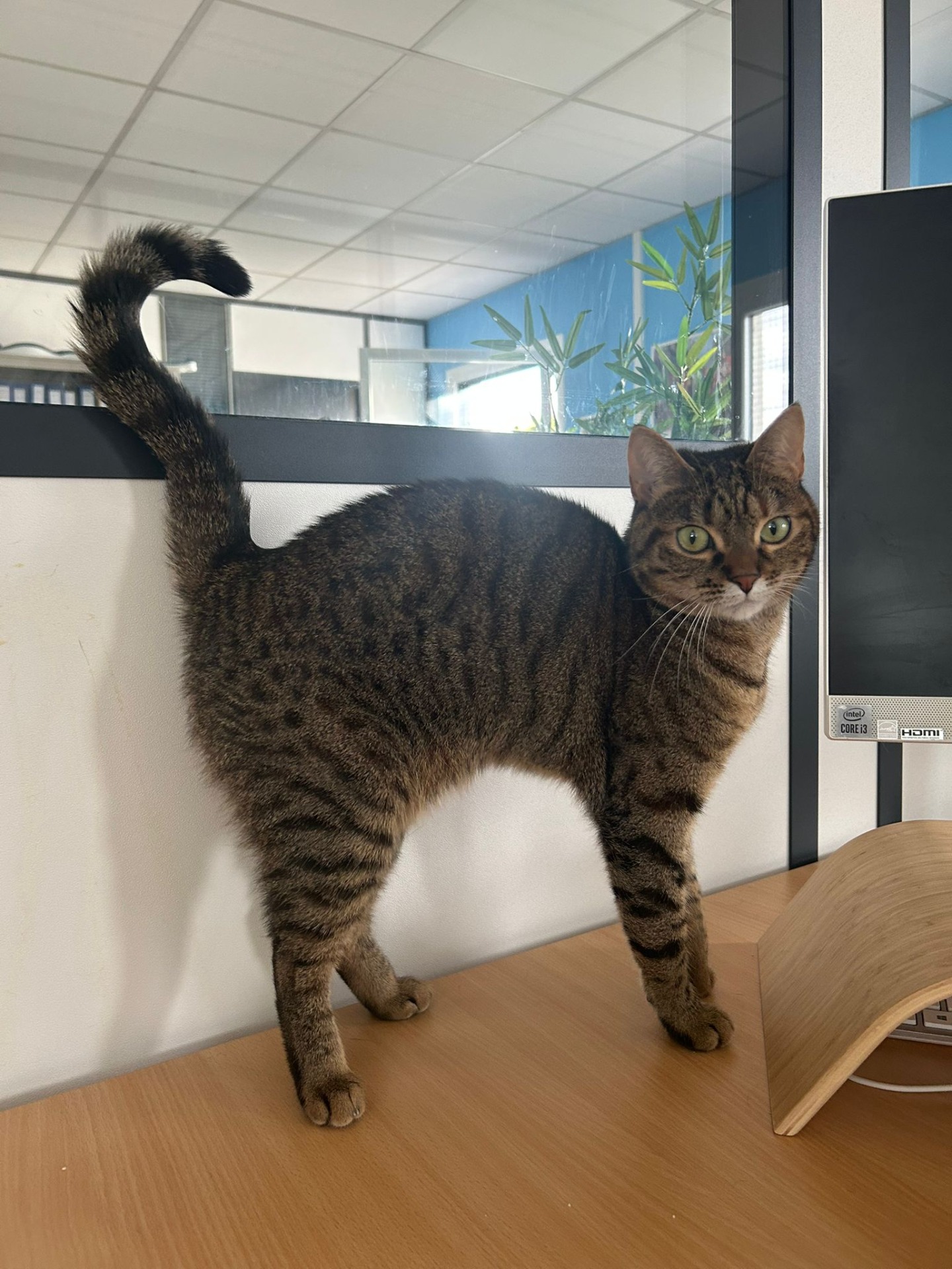 Photo de l'animal à adopté