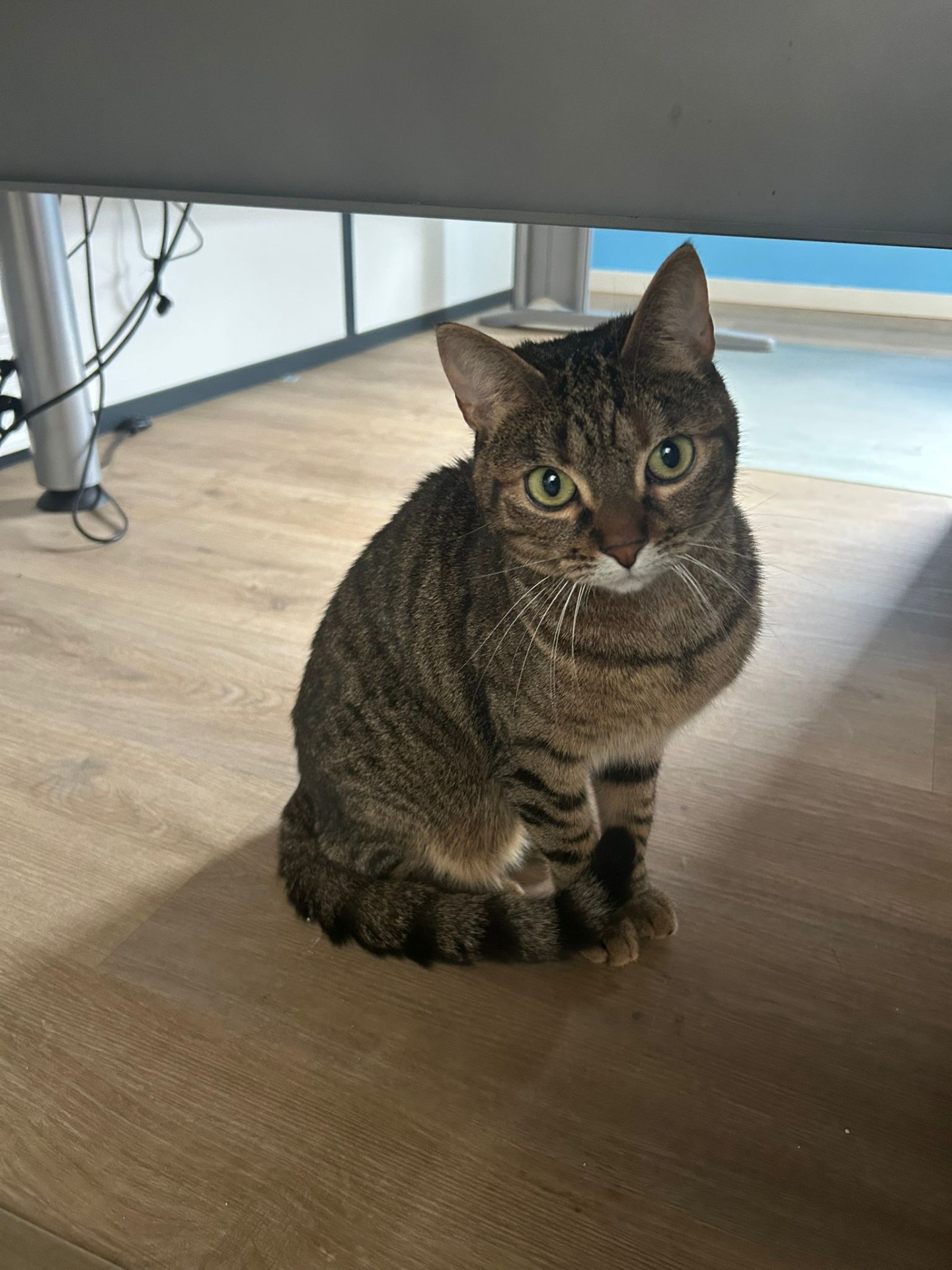 Photo de l'animal à adopté