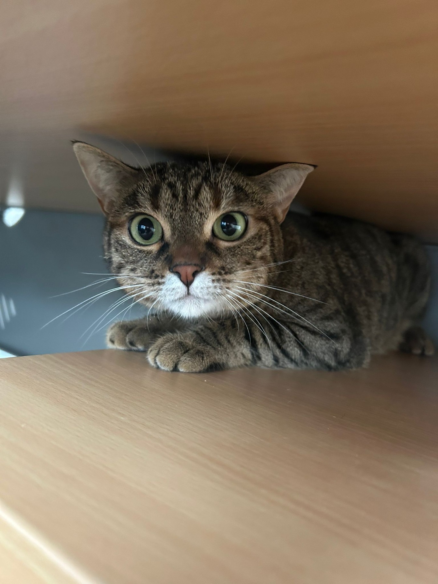 Photo de l'animal à adopté