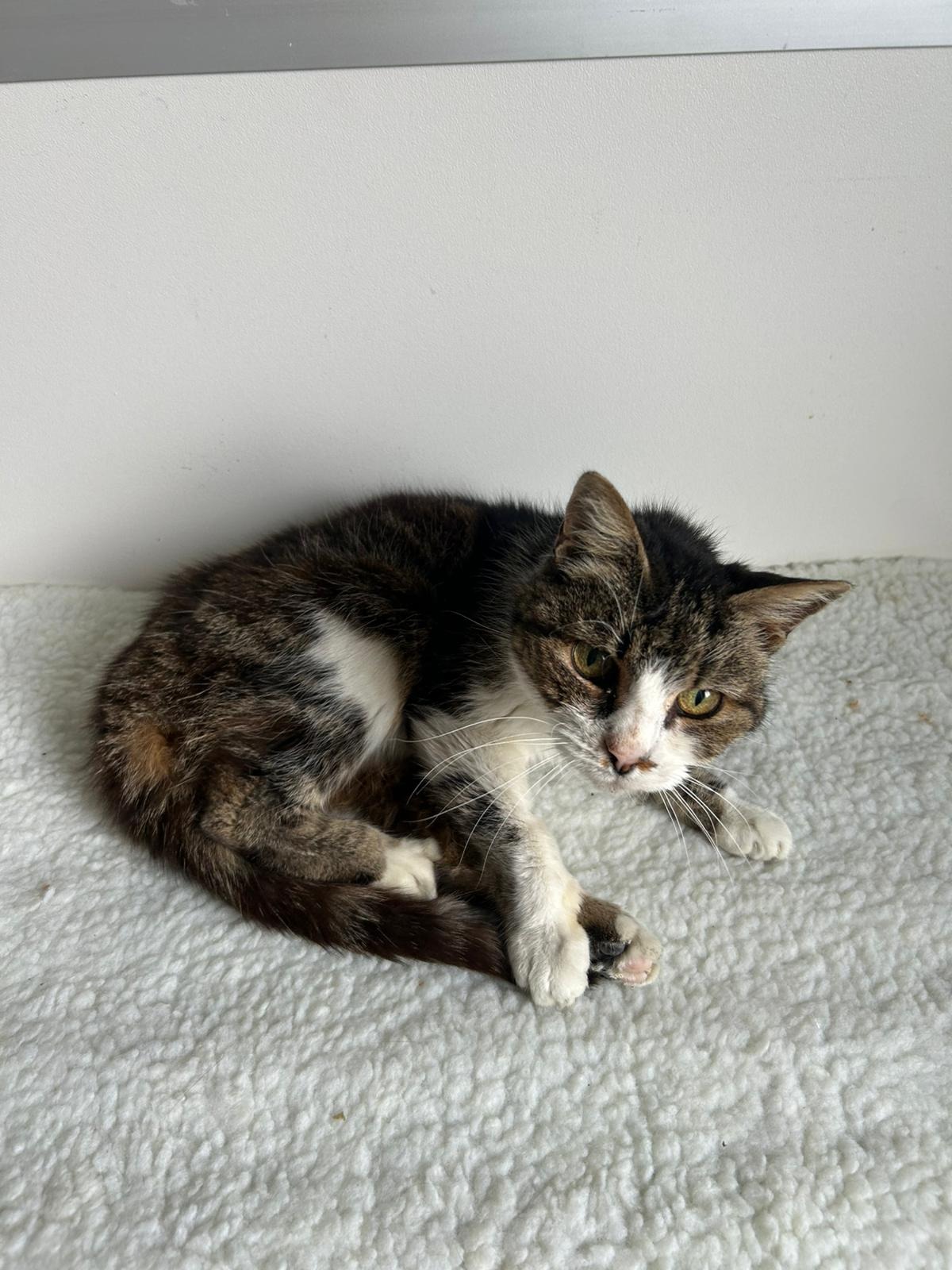 Photo de l'animal à adopté