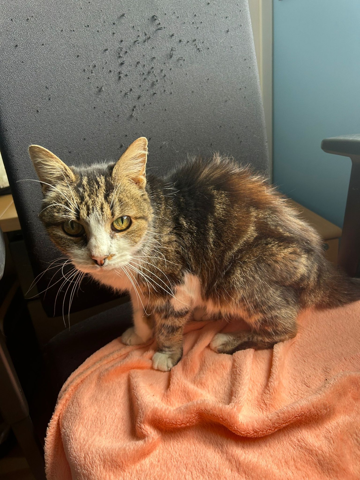 Photo de l'animal à adopté